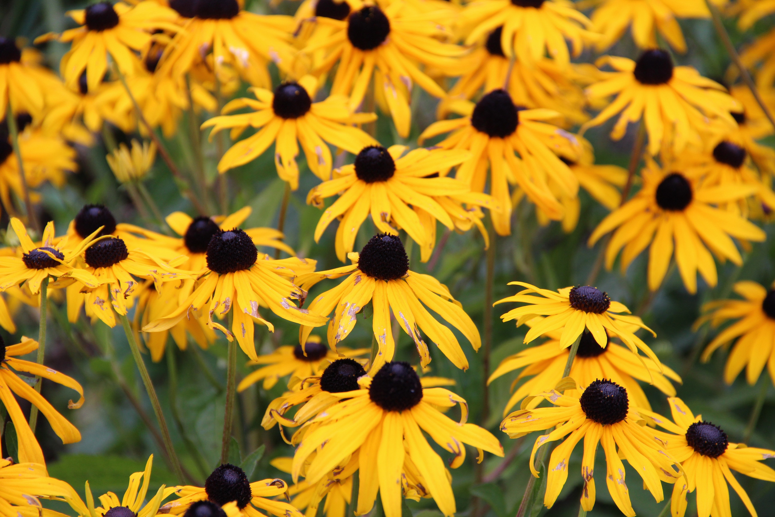 Природа. Растения. Фотограф в Санкт-Петербурге Александр Костюнин