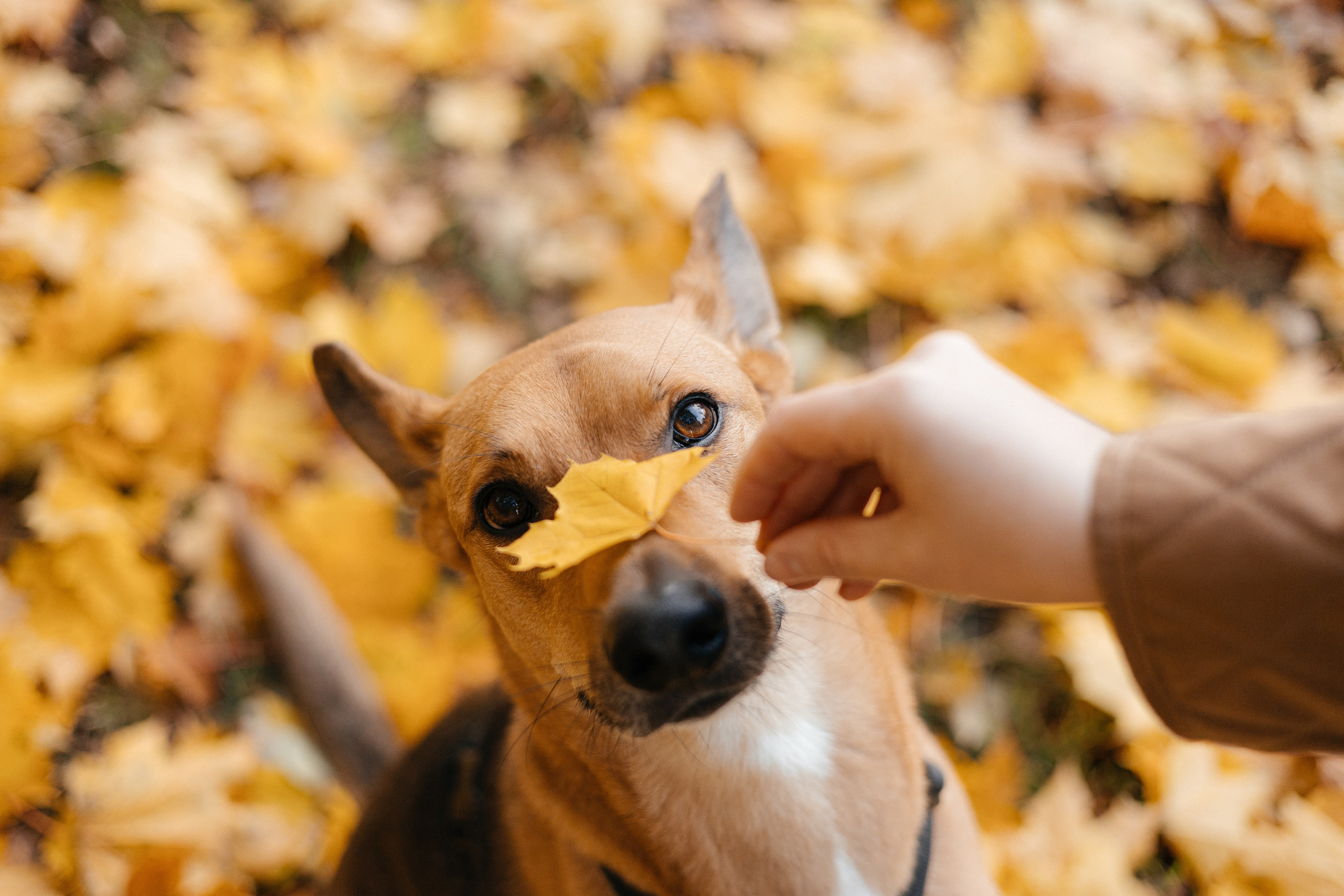 Нелли, Лёша, Рэй и Норд. Фотограф Анна Луценко Москва