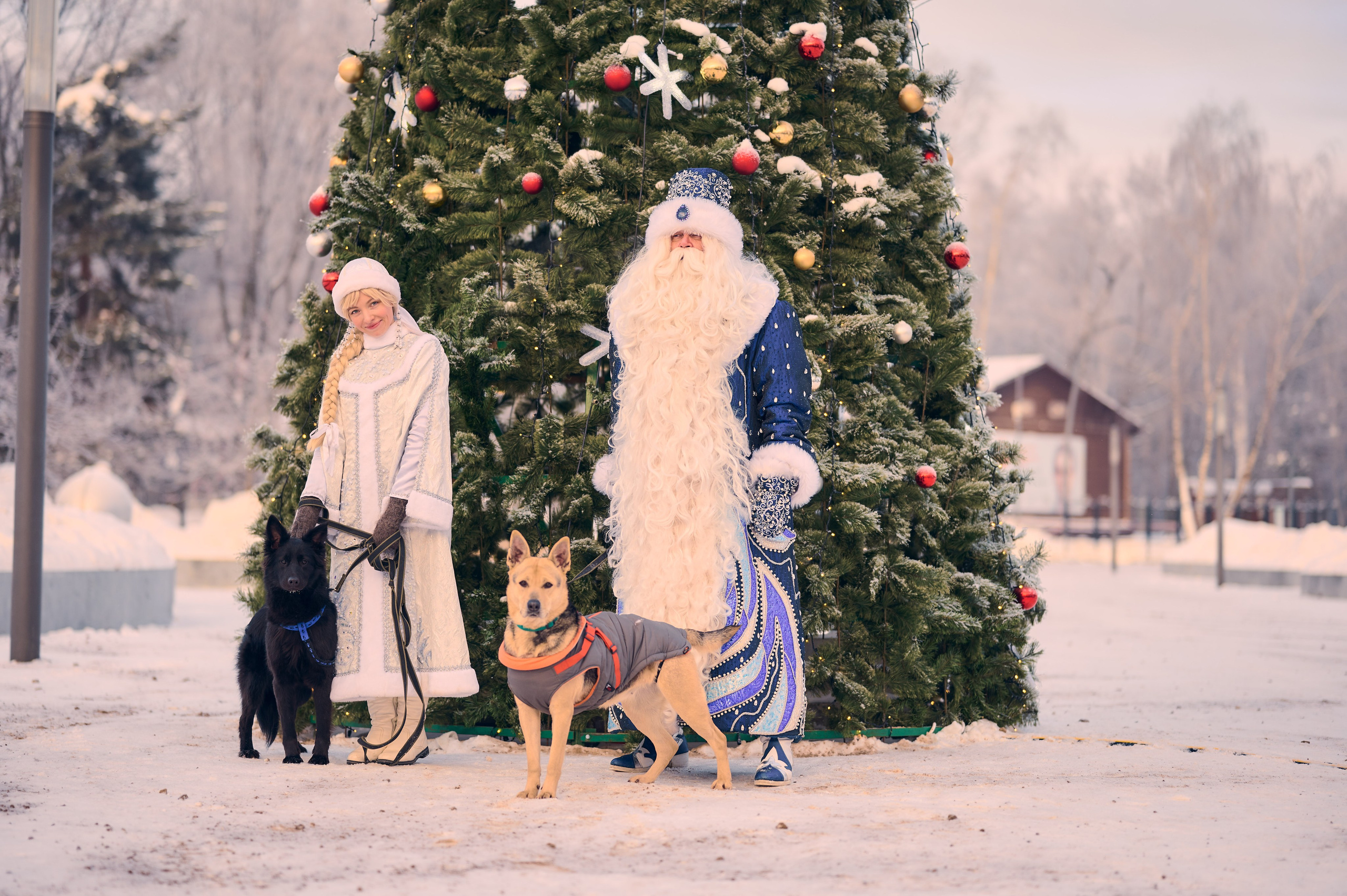 Промо приюта для собак. Никита Хохловский фото и видео продакшн