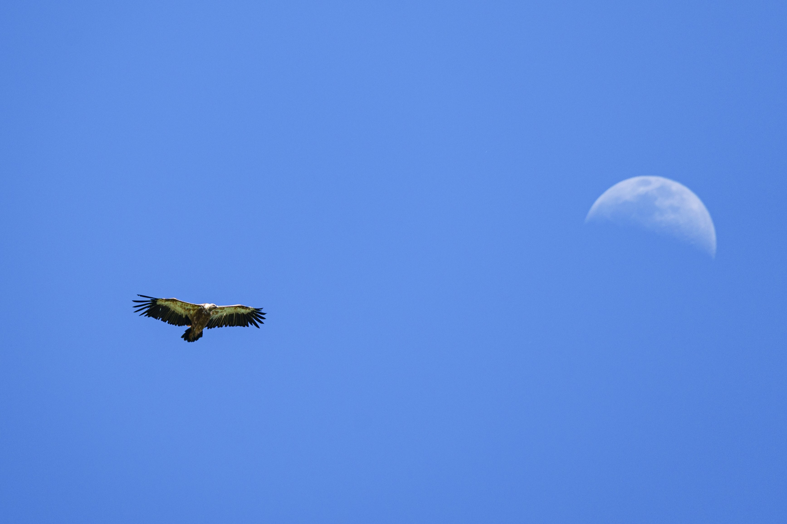 Фотосъемка животных и птиц. Интерьерный и архитектурный фотограф в Москве Панова Ольга