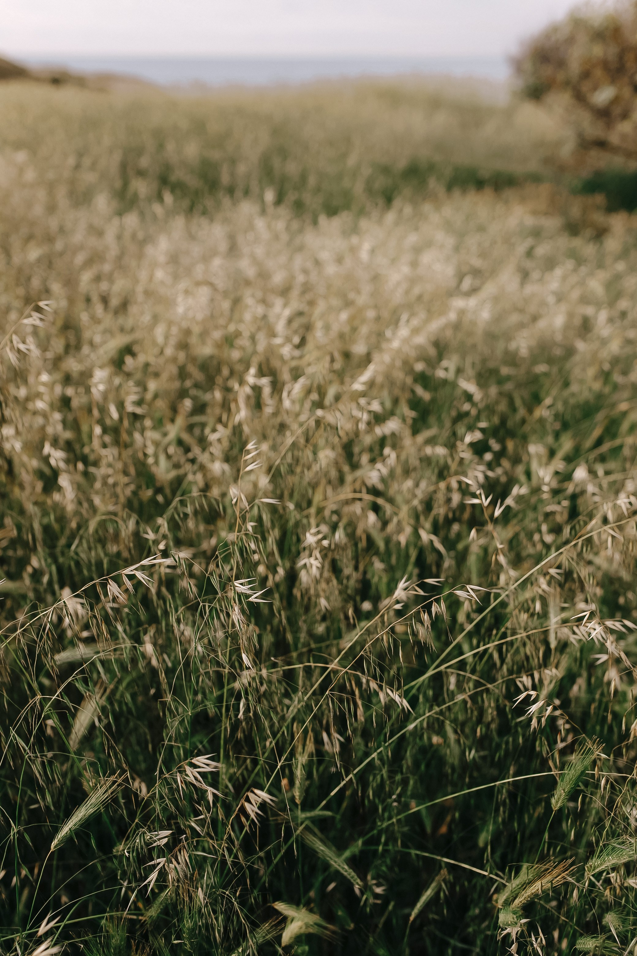 Kate I Chersonesus. Свадебный фотограф в Севастополе и Крыму| Tanya Sher