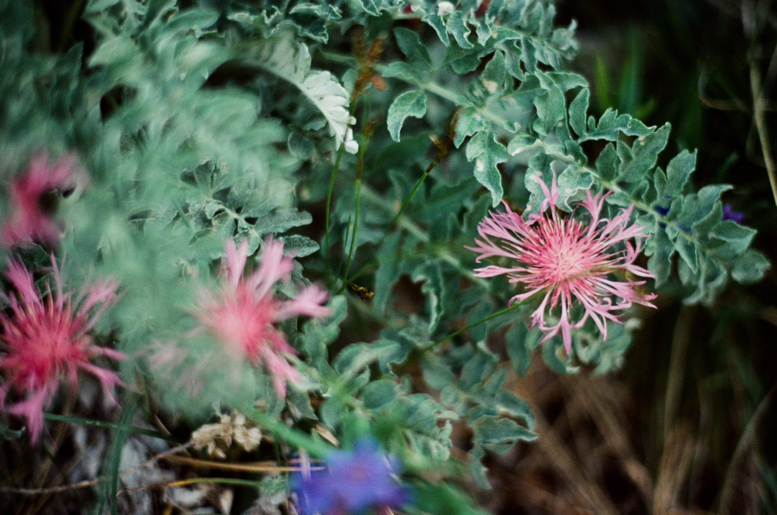 Silver strings // ukraine, crimea IX. EVER EXPOSED