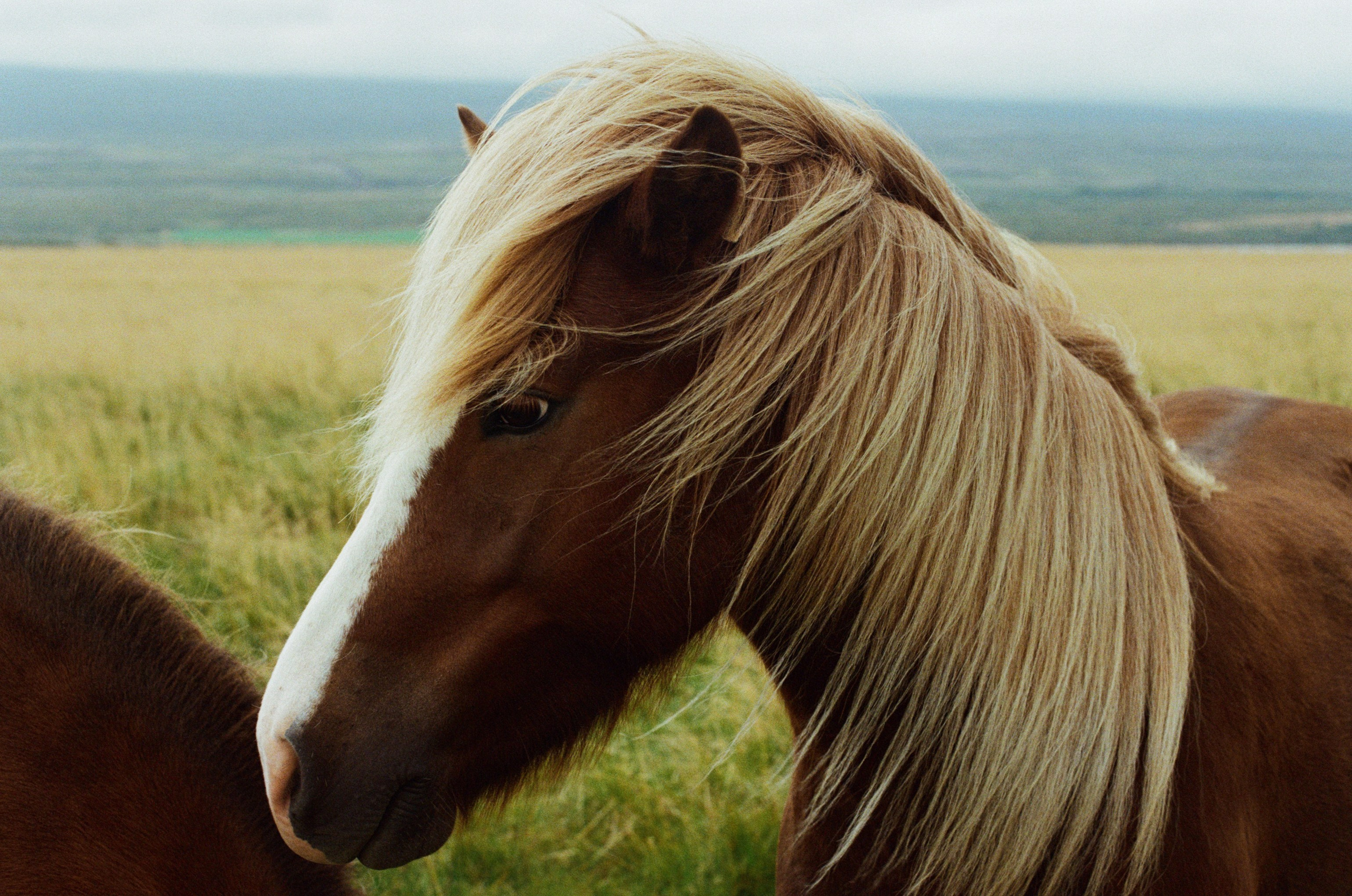 Bloodline // iceland. EVER EXPOSED