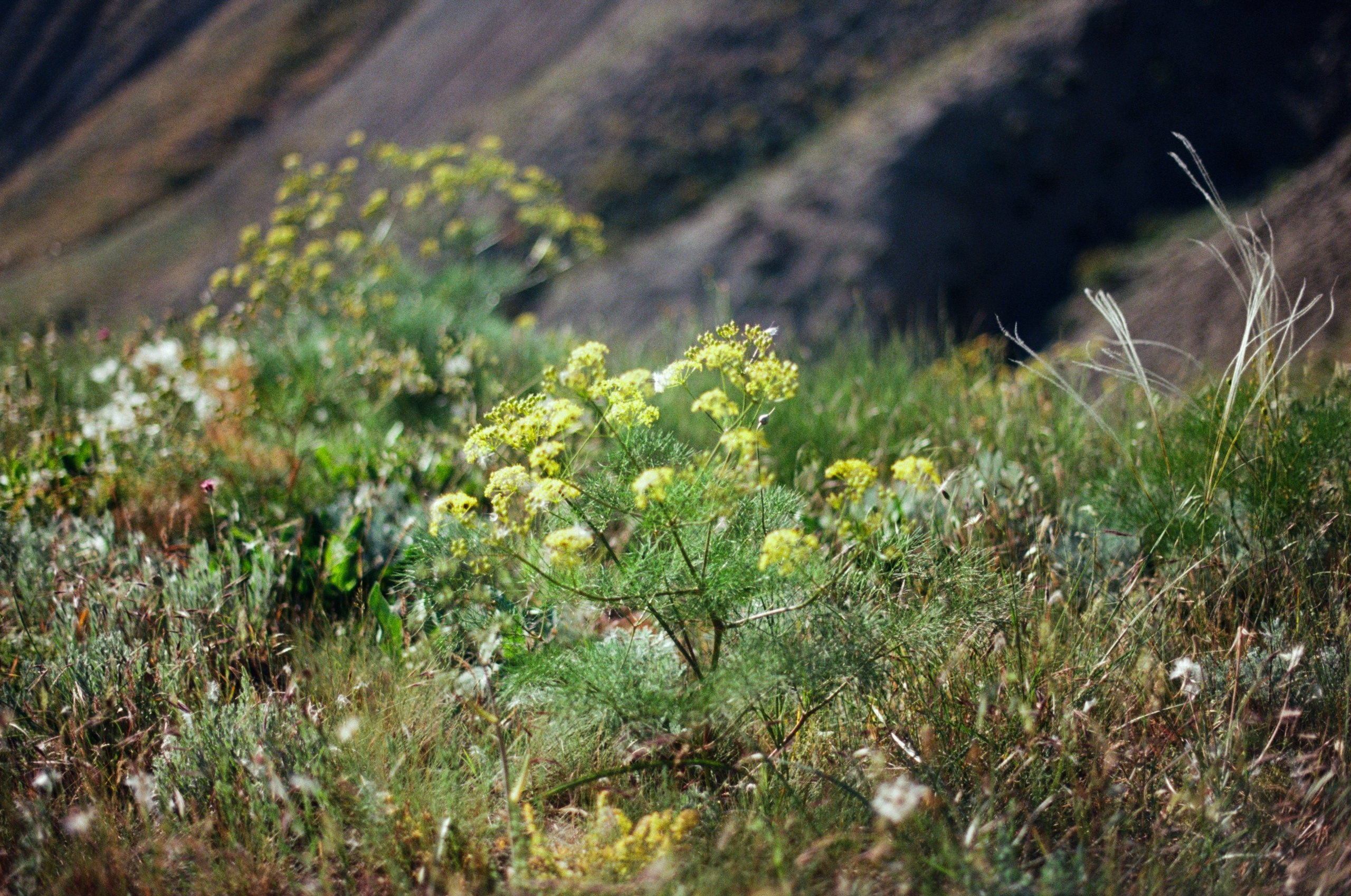 Kool-aid // ukraine, crimea III. EVER EXPOSED