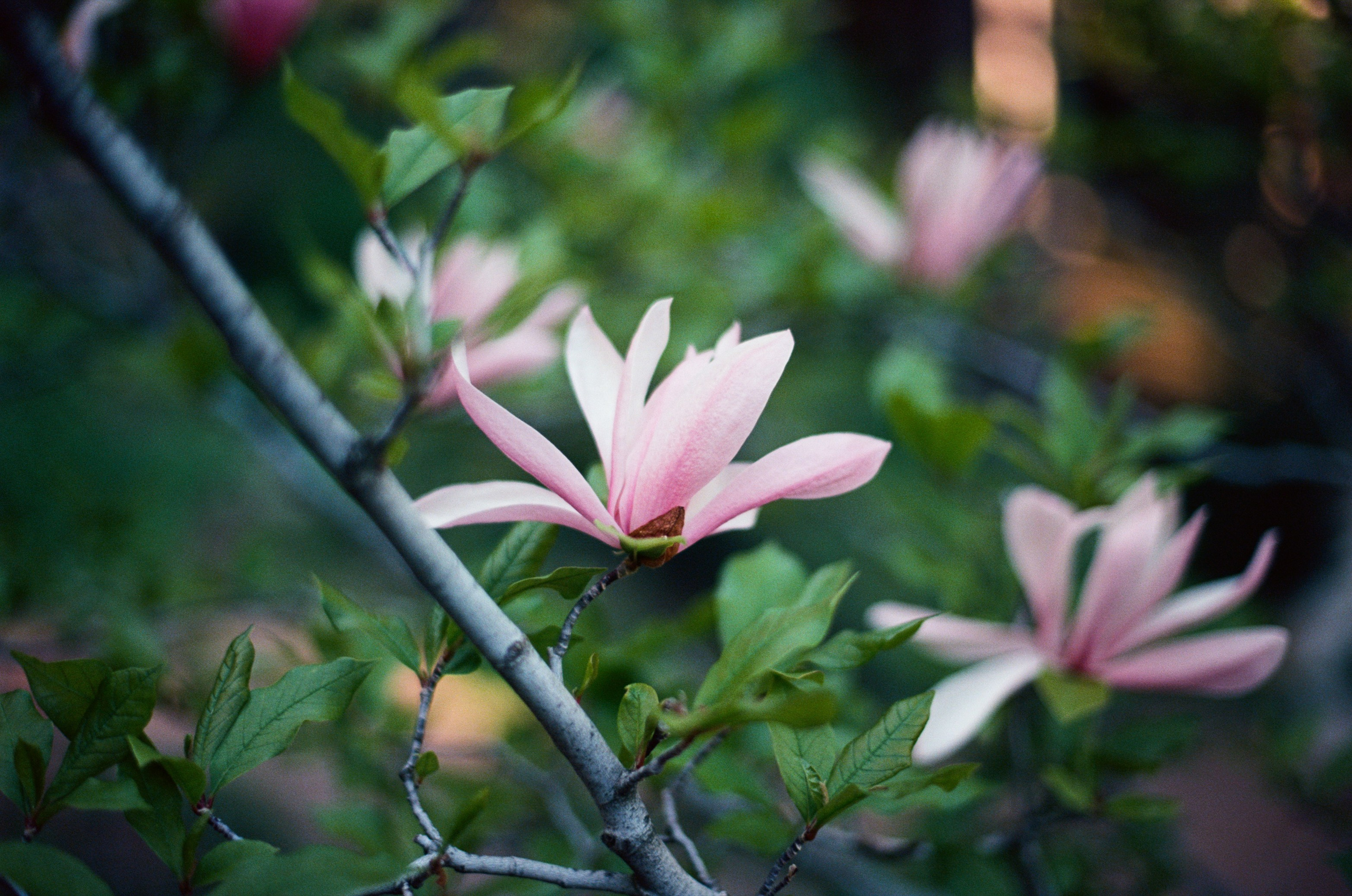 Follow you // ukraine, crimea IV. EVER EXPOSED