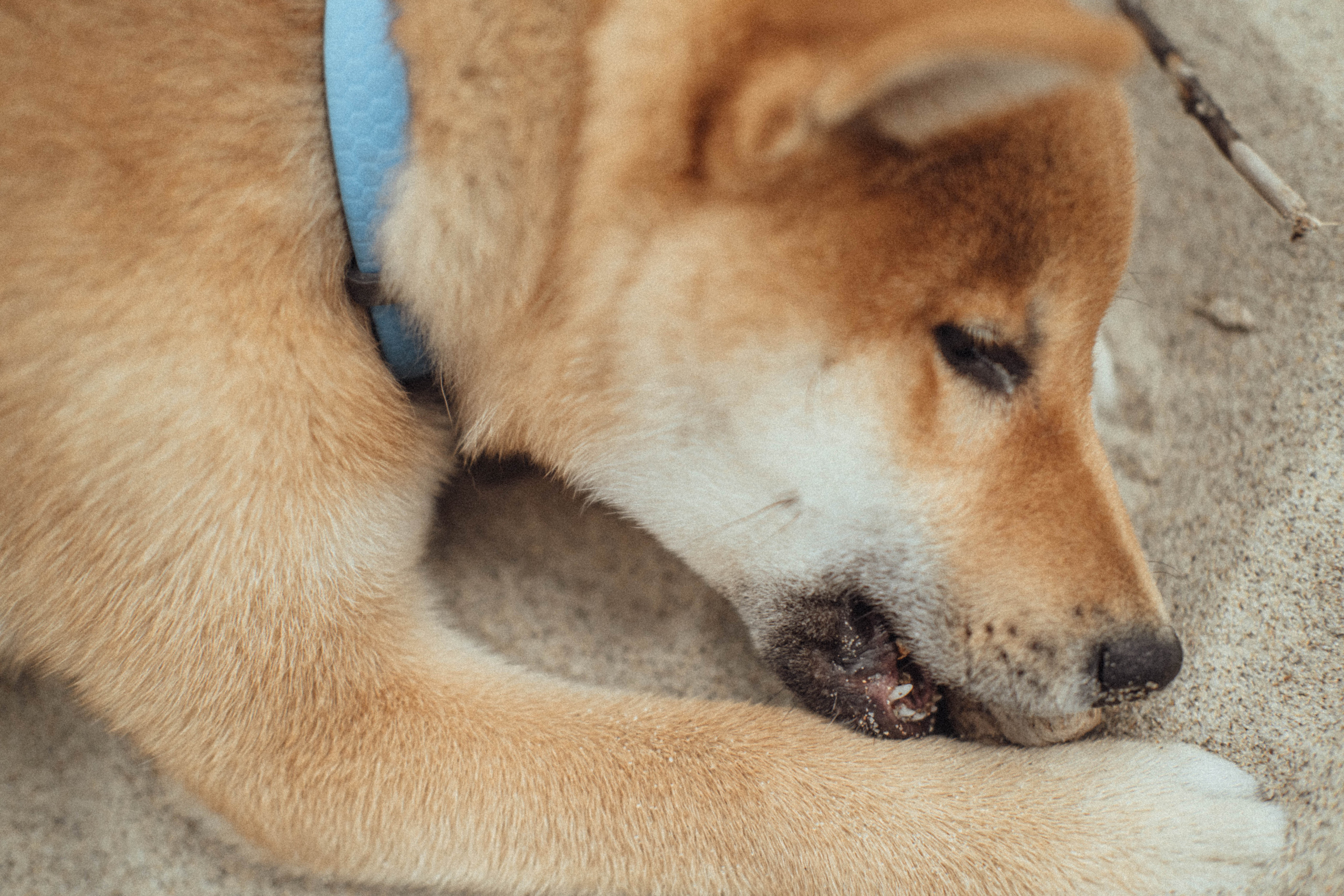 Лера Андрей Кейк. Фотограф Новосибирск Баранова Юлия