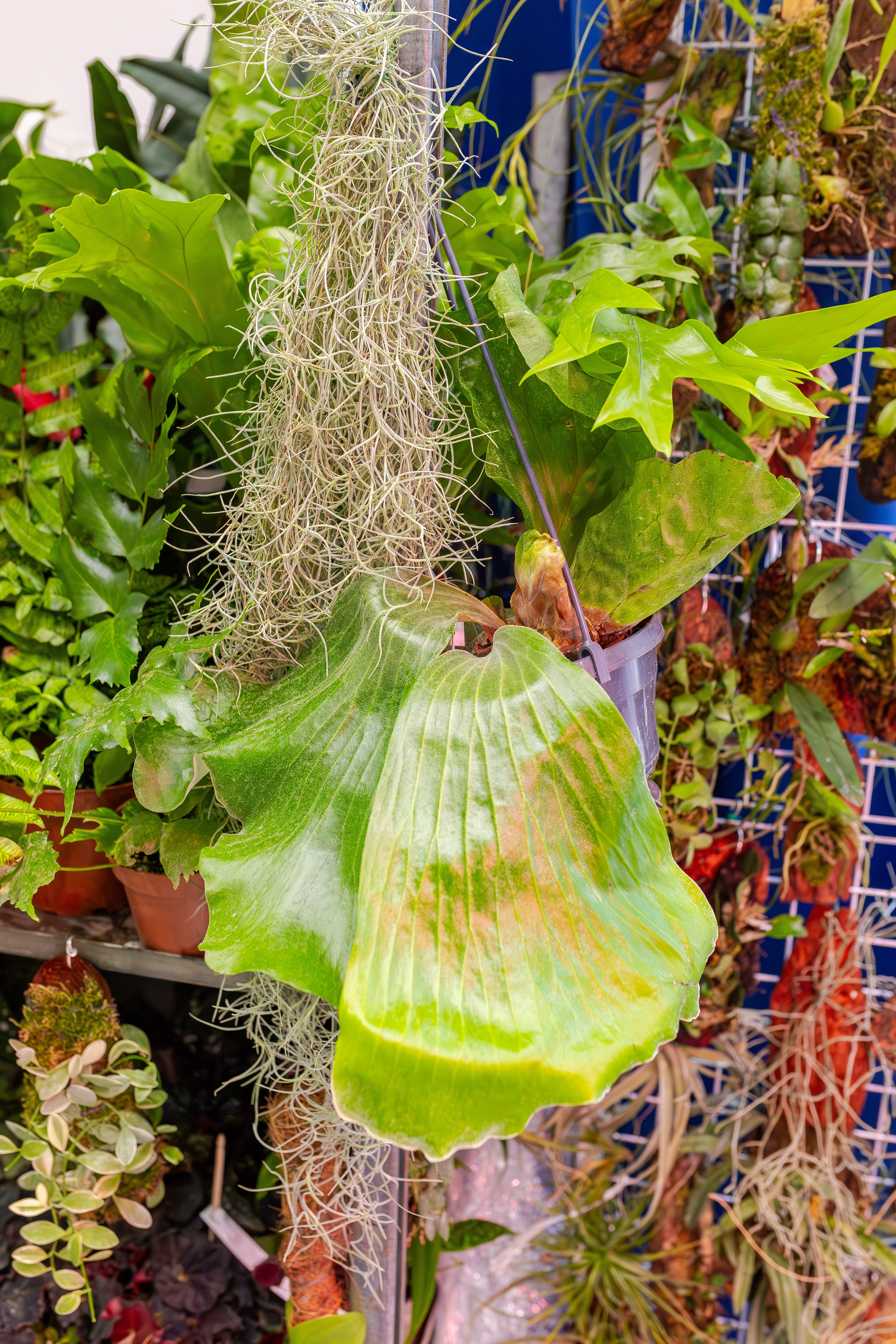 Орхидиум сентябрь 2025. Александра Куликова фотограф, Москва