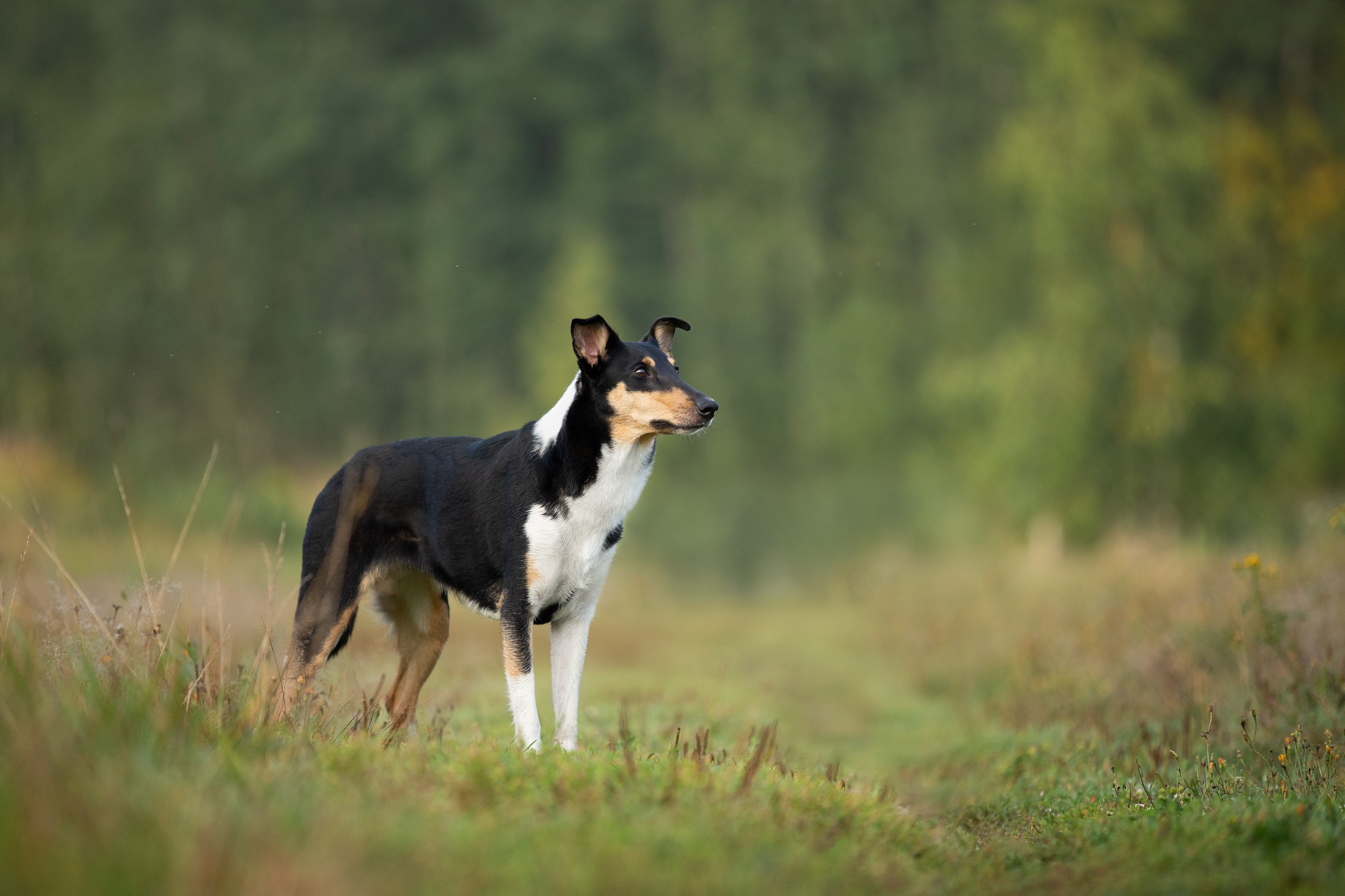 Наташа и короткошерстные колли. Фотограф-анималист в Москве и Московской области Татьяна Фролова
