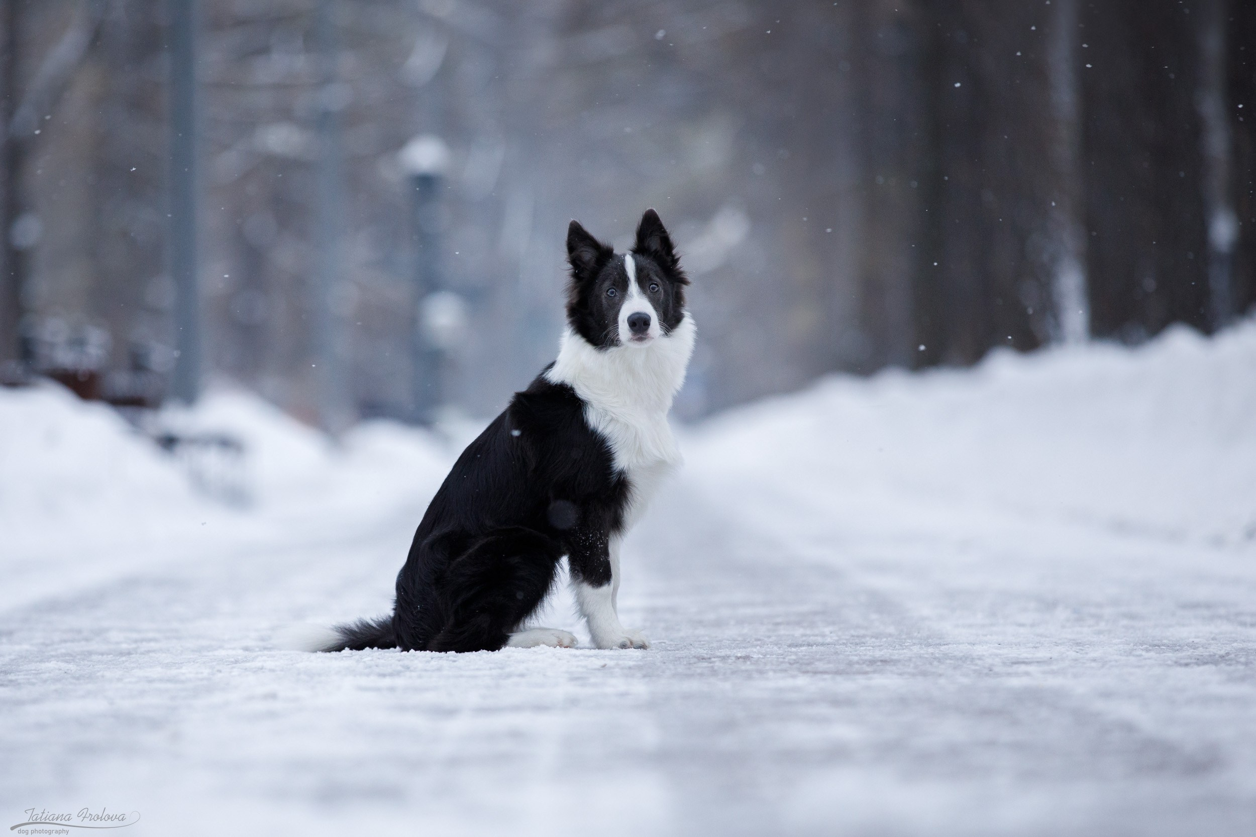 Фотосессия бордер-колли в парке. Фотограф-анималист в Москве и Московской области Татьяна Фролова