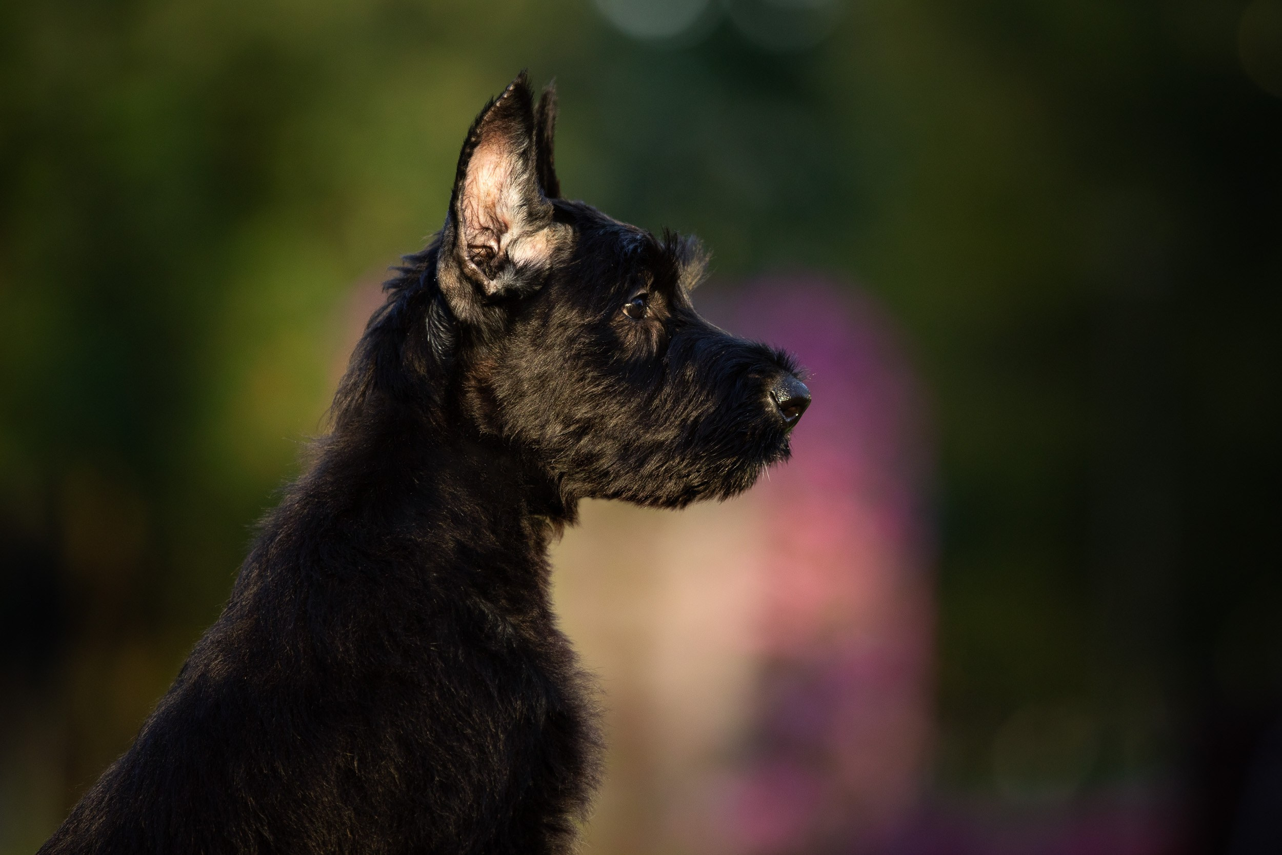 Уличная съемка щенков ризеншнауцера. Фотограф-анималист в Москве и Московской области Татьяна Фролова