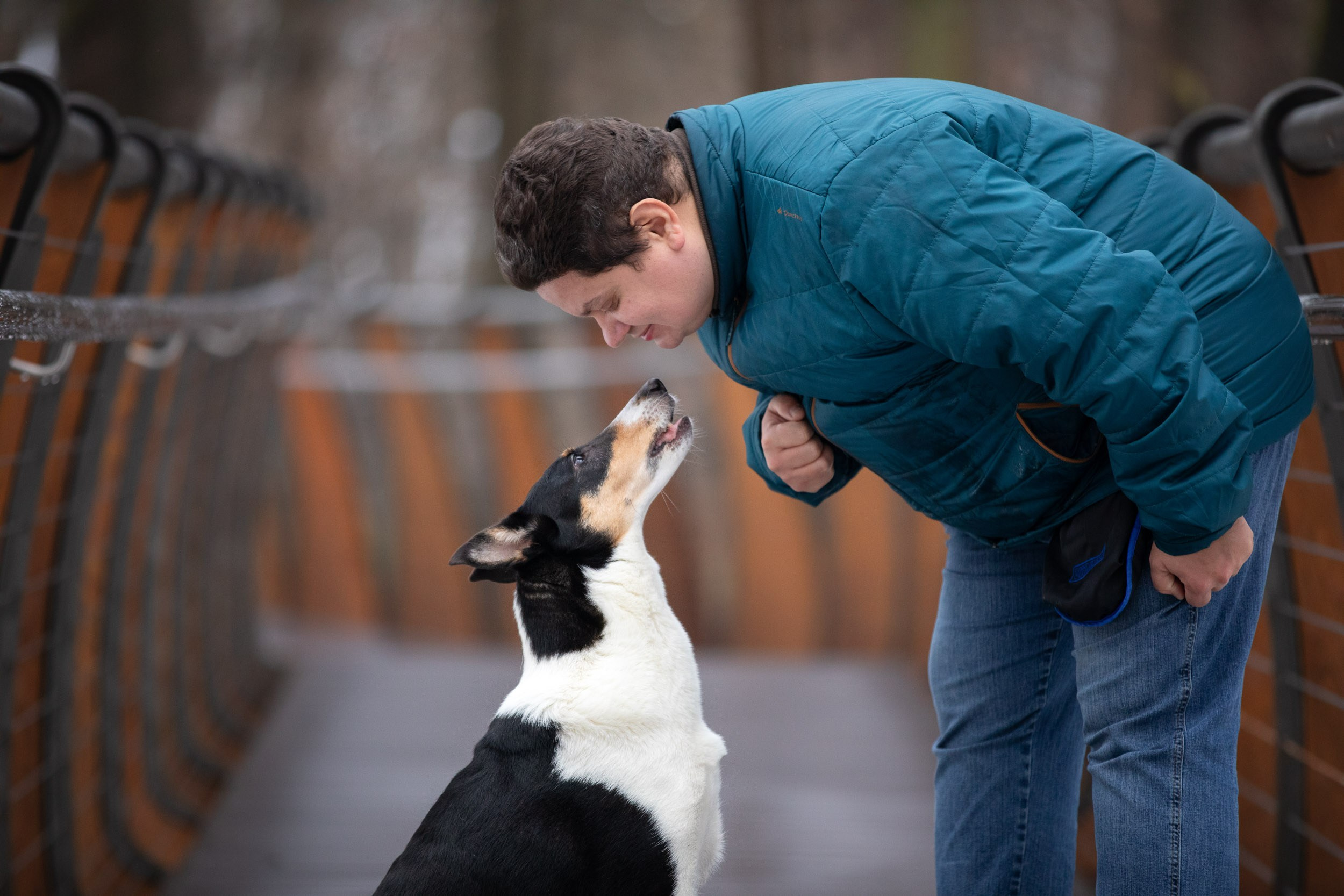 Фотопрогулка короткошерстной колли в Москве. Фотограф-анималист в Москве и Московской области Татьяна Фролова