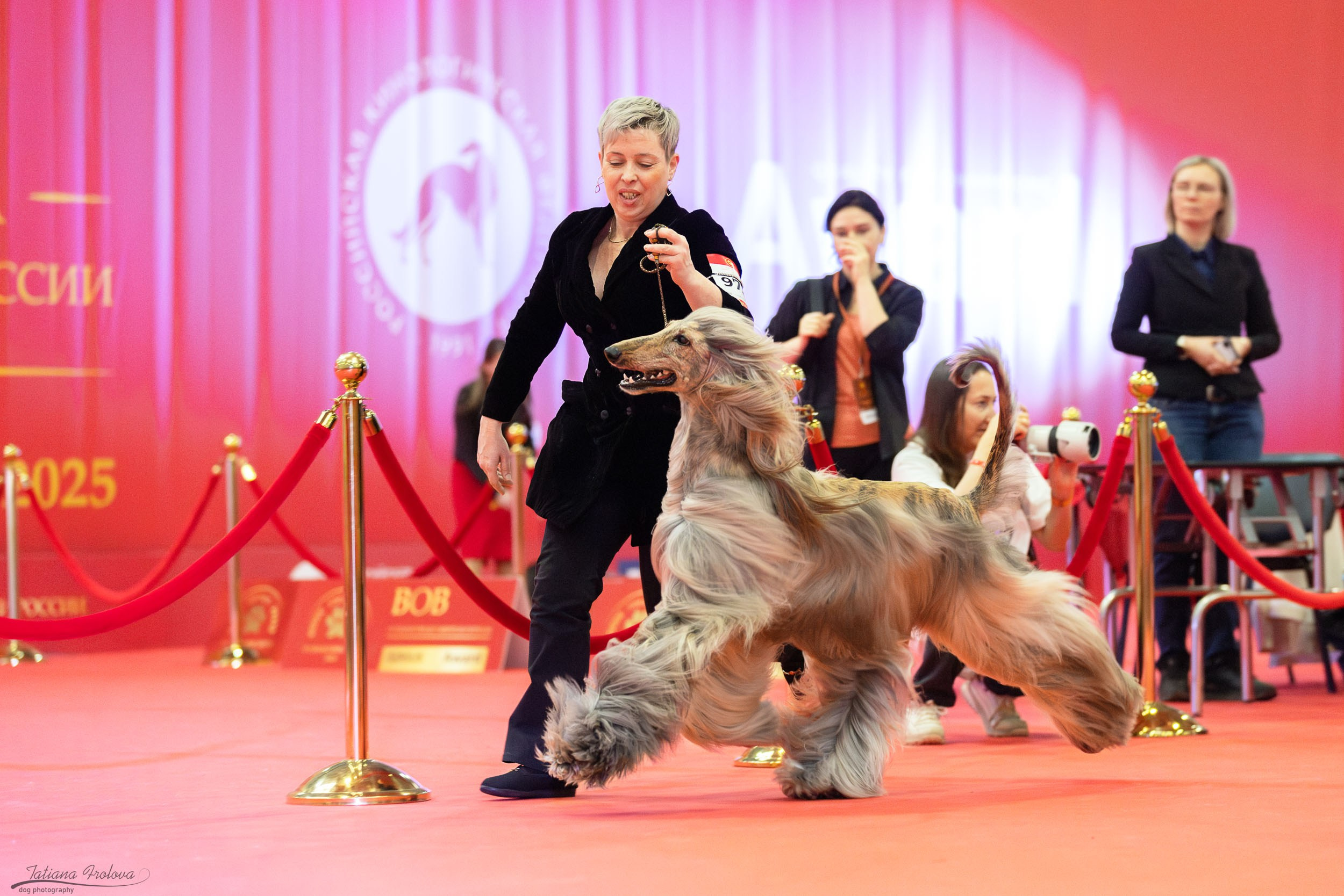 Фото с выставки РКФ. Фотограф-анималист в Москве и Московской области Татьяна Фролова