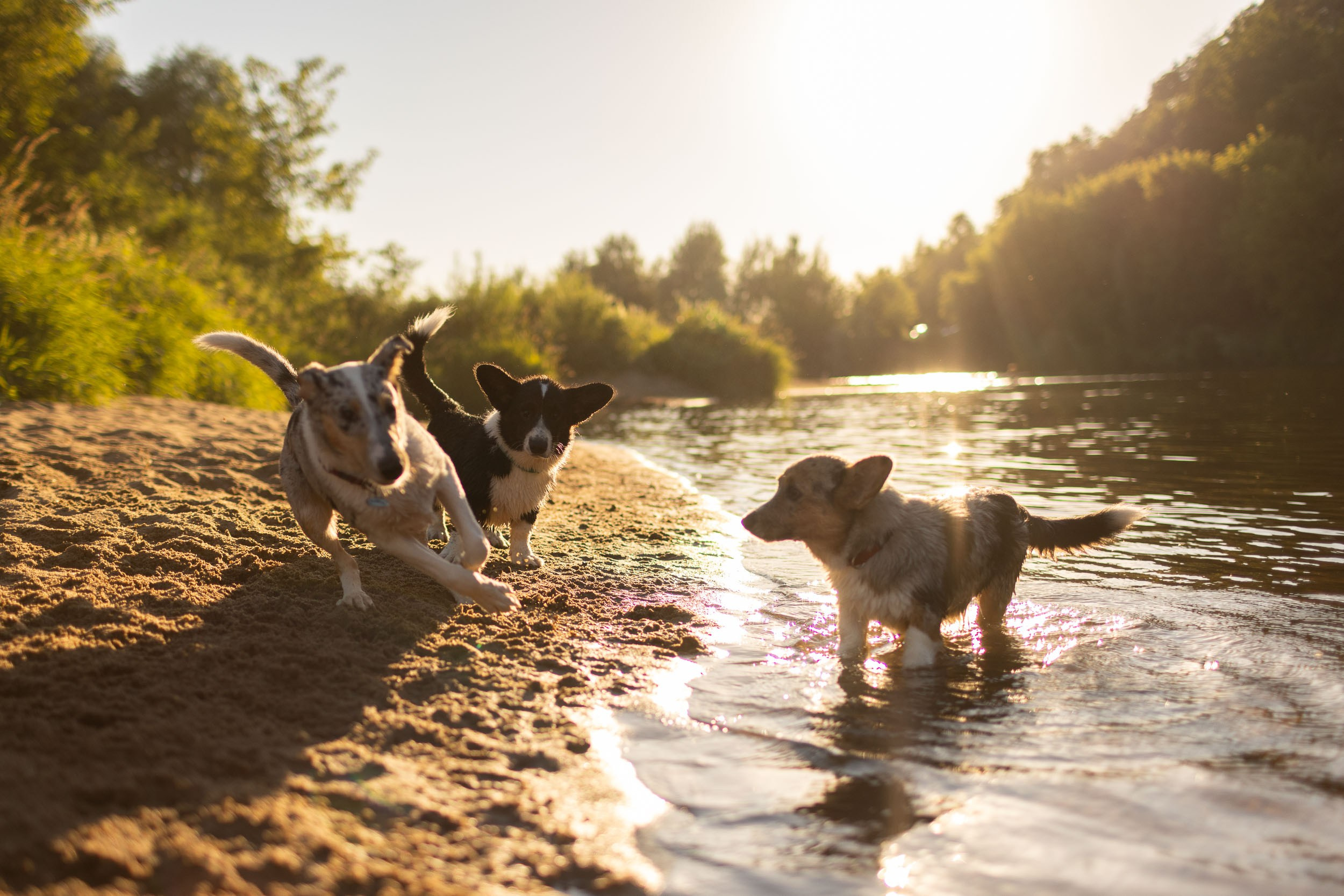 Купание щенков в стиле лайфстайл. Фотограф-анималист в Москве и Московской области Татьяна Фролова