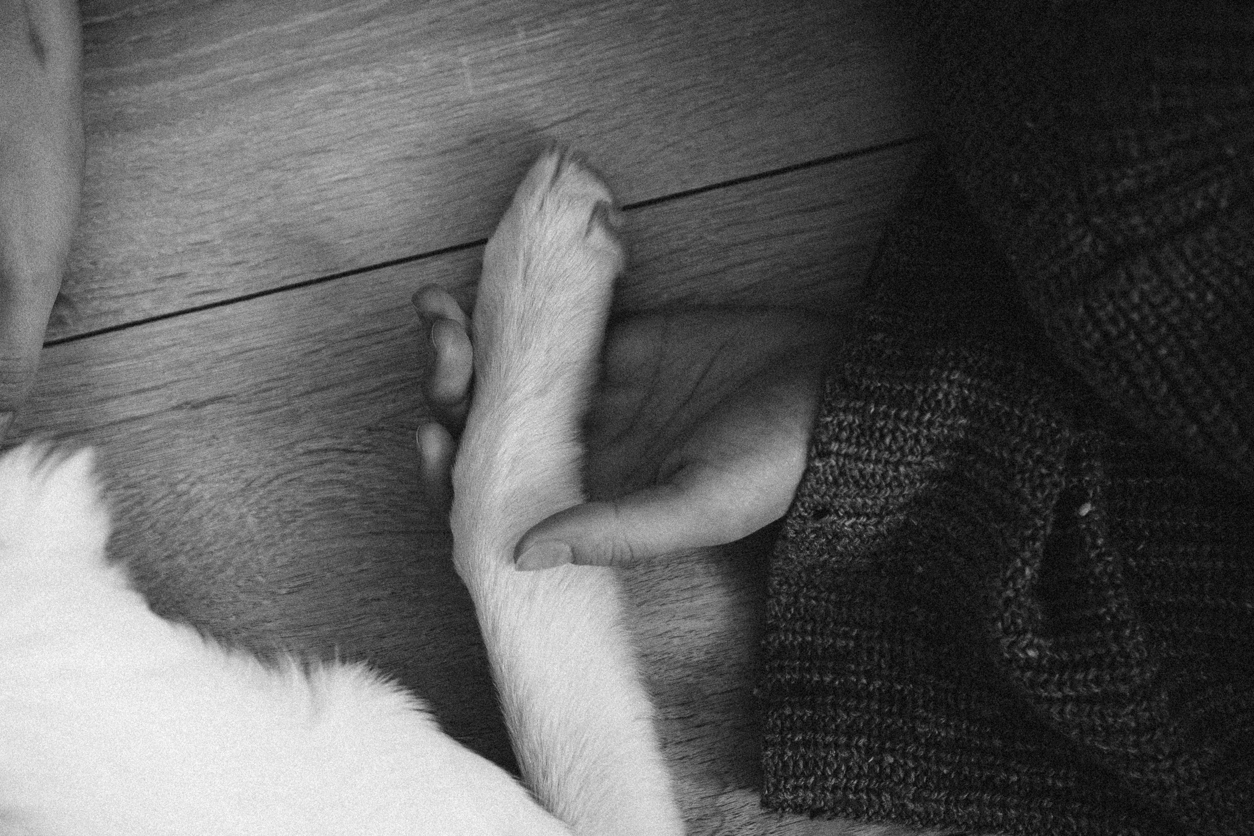 Лика и Клео. Свадебный фотограф Оля Григунова