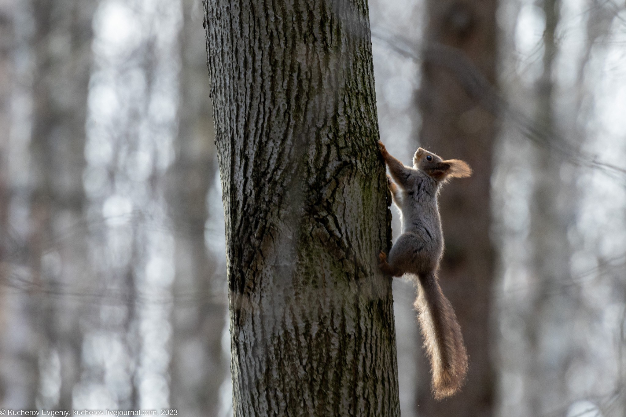 Белки. Кучеров Евгений. Фотограф