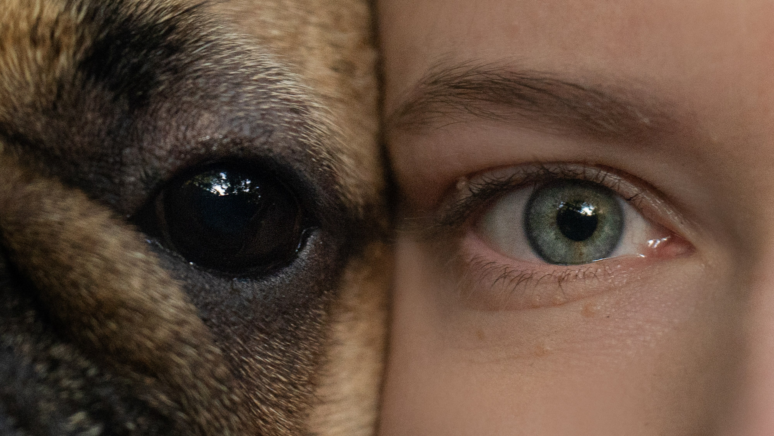 Анастасия и Бенц. Фотограф анималист в Москве и Санкт-Петербурге Свиридова Анна