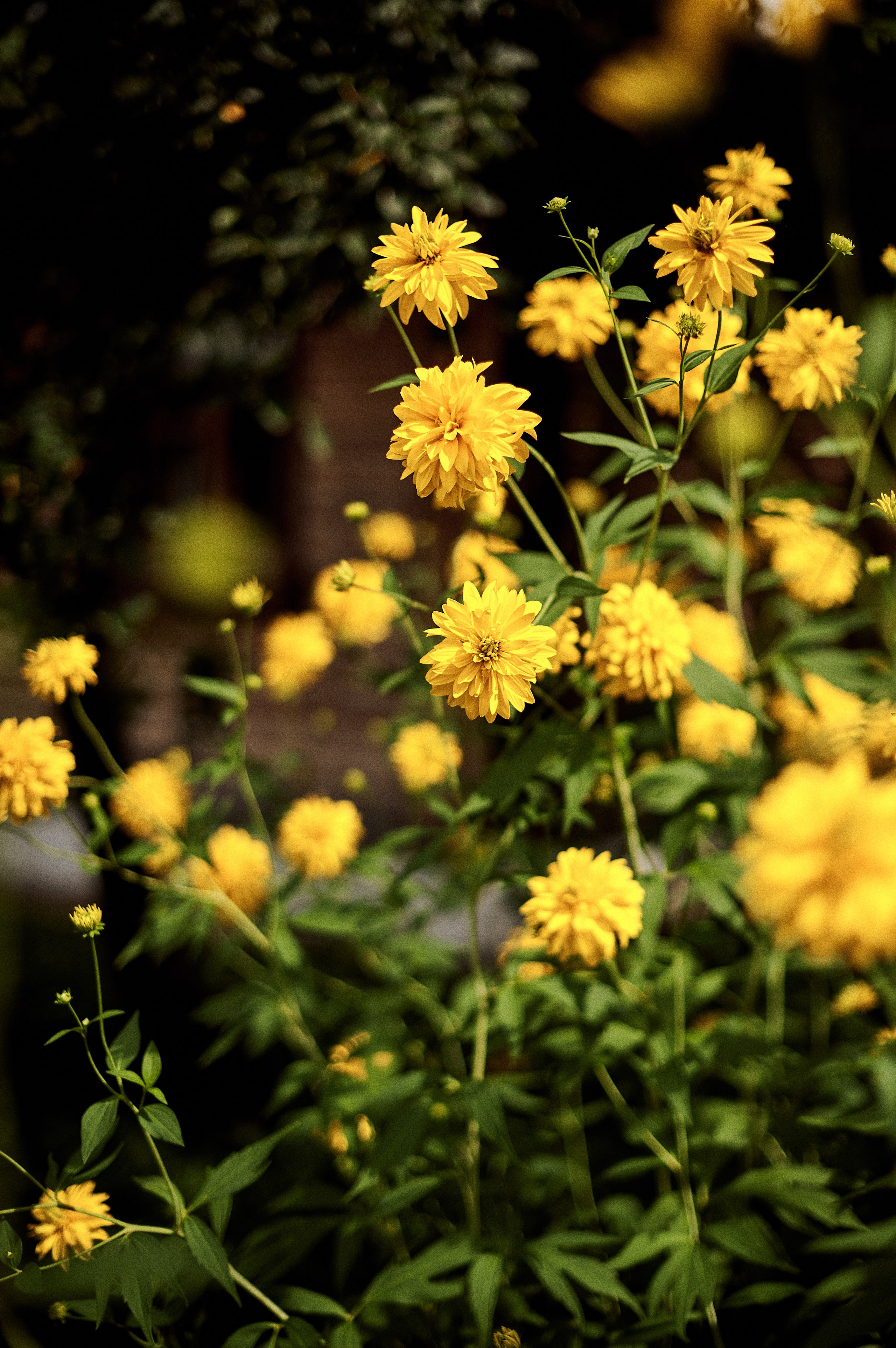 АЛИНА. Свадебный и семейный фотограф РИТА БОЧКАРЁВА