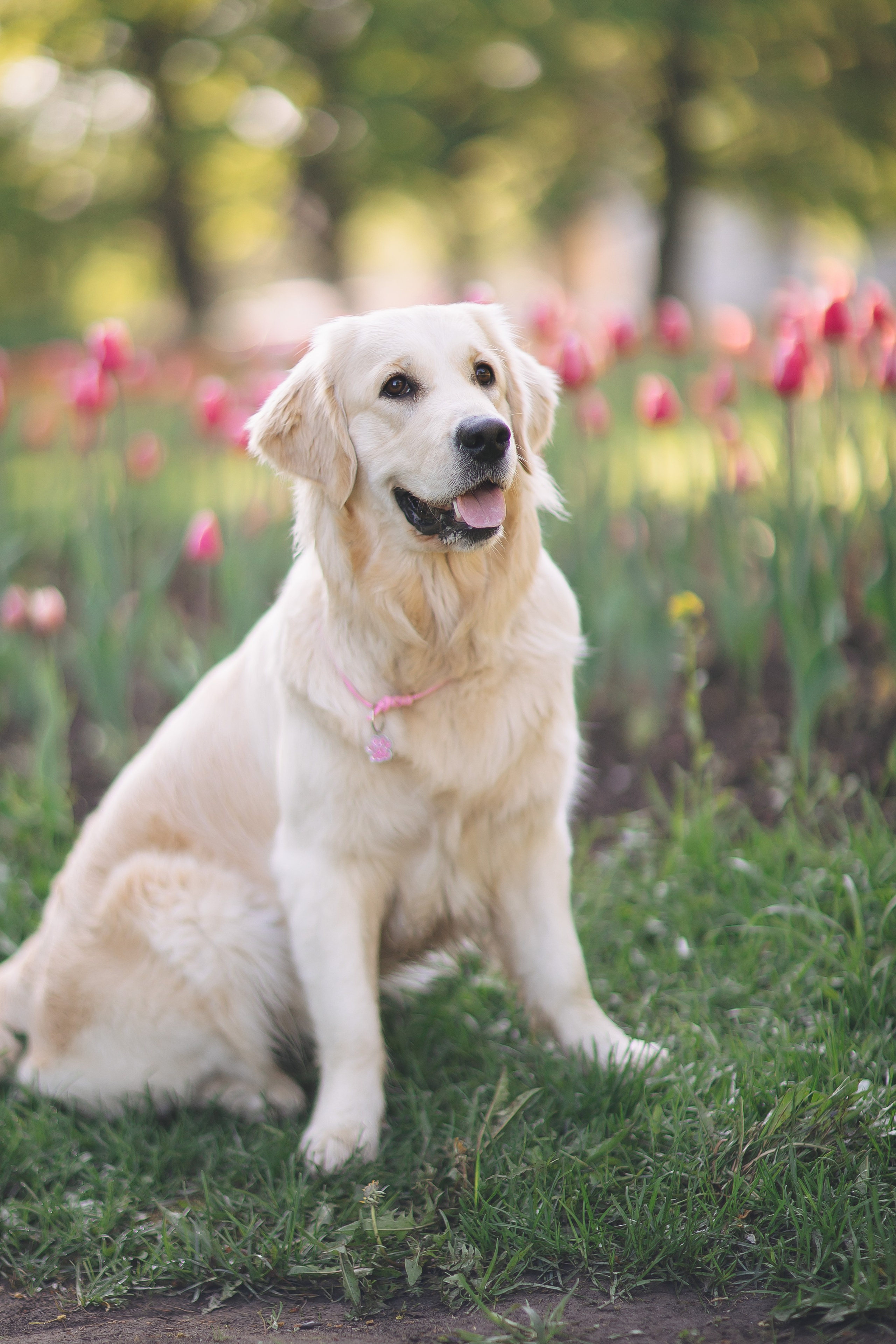 Золотистый ретривер Мона, Питер. Свадебный и женский фотограф
