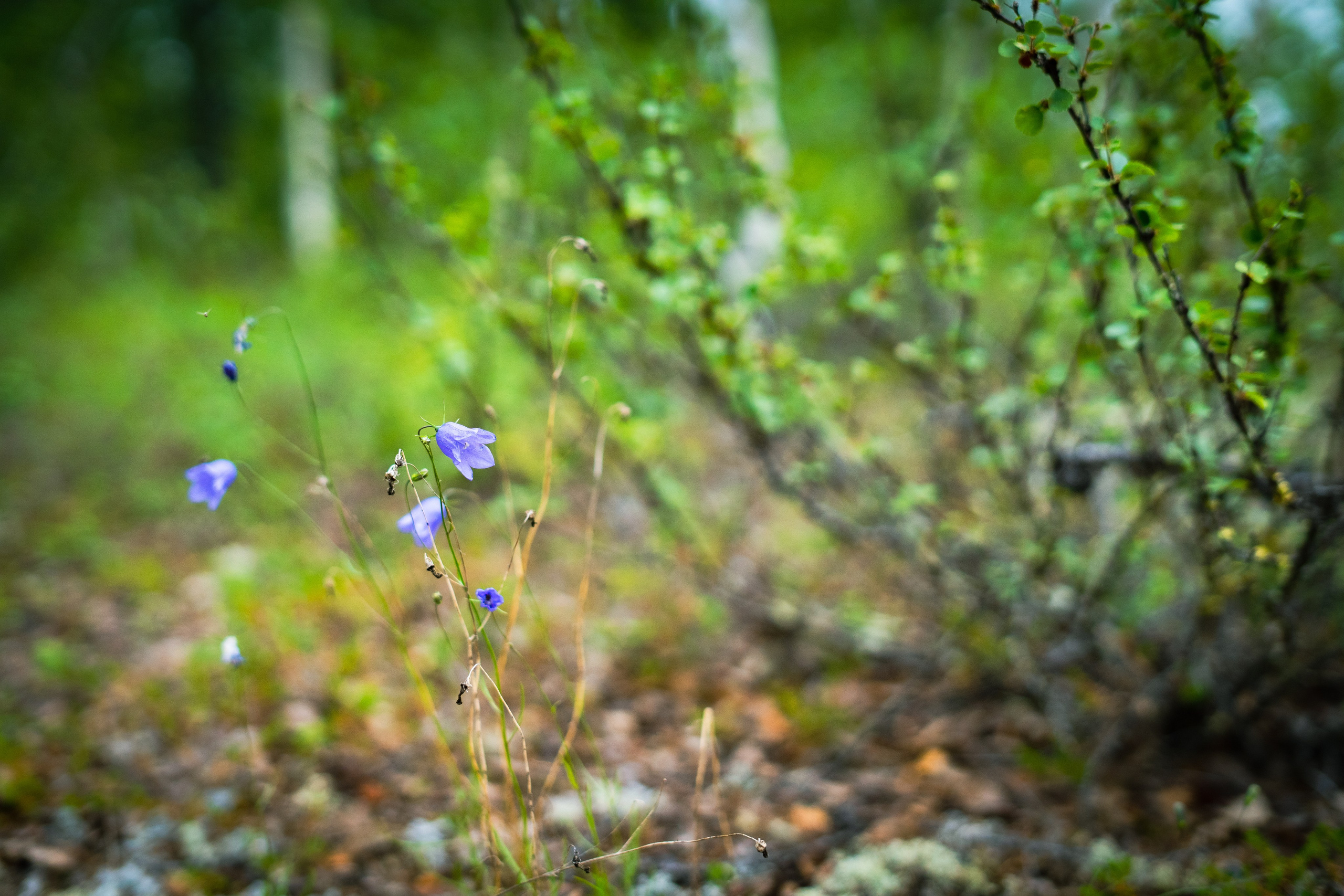Лето в тундре. Фотограф Екатерина Зорина
