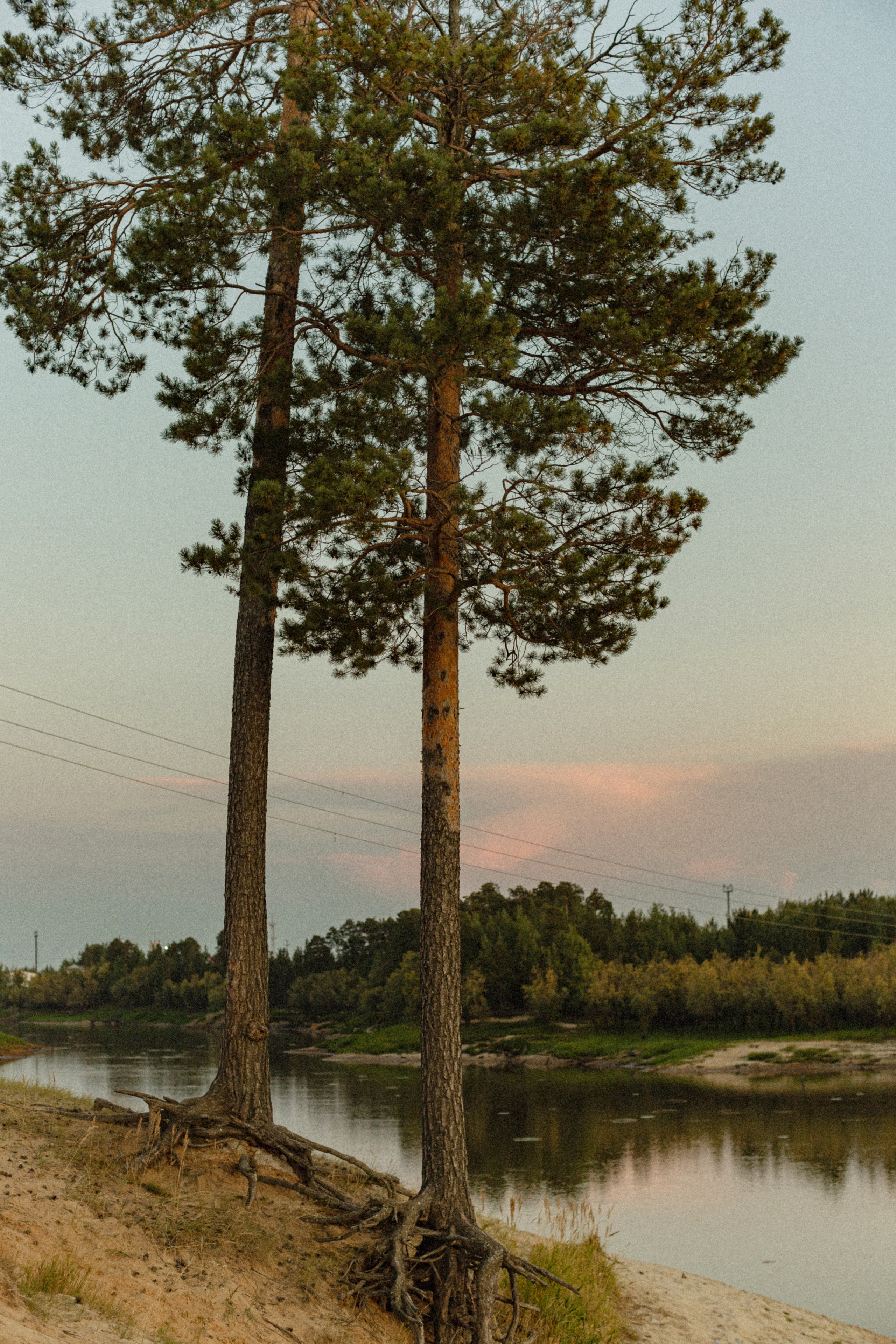 Даша и Андрей. Свадебные фотографы в г. Сургут Маркова Наталья и Замахина Елена
