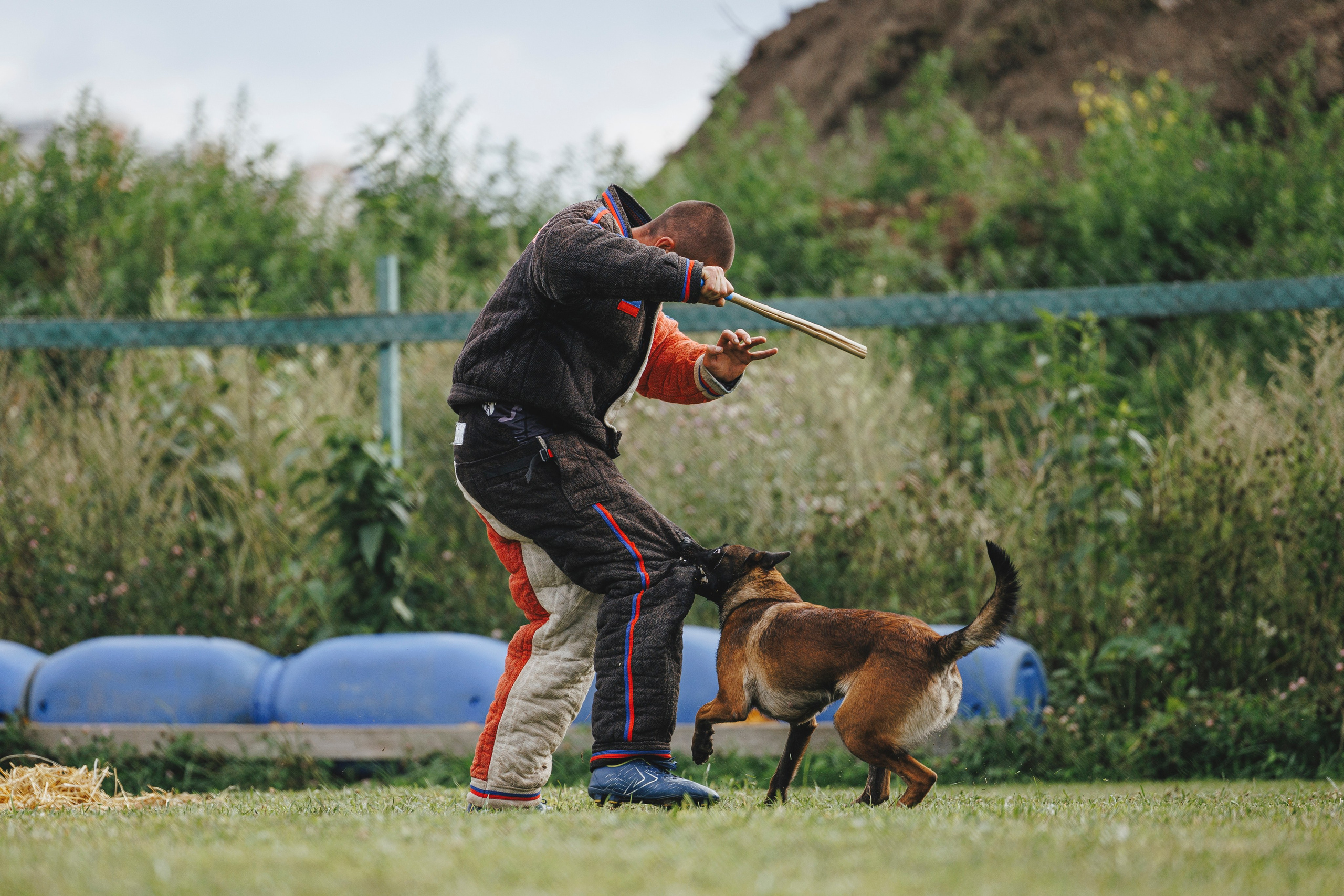 08.08.25-10.08.25 ЧР по мондьорингу г. Вологда. Фотограф-анималист Анна Маринич