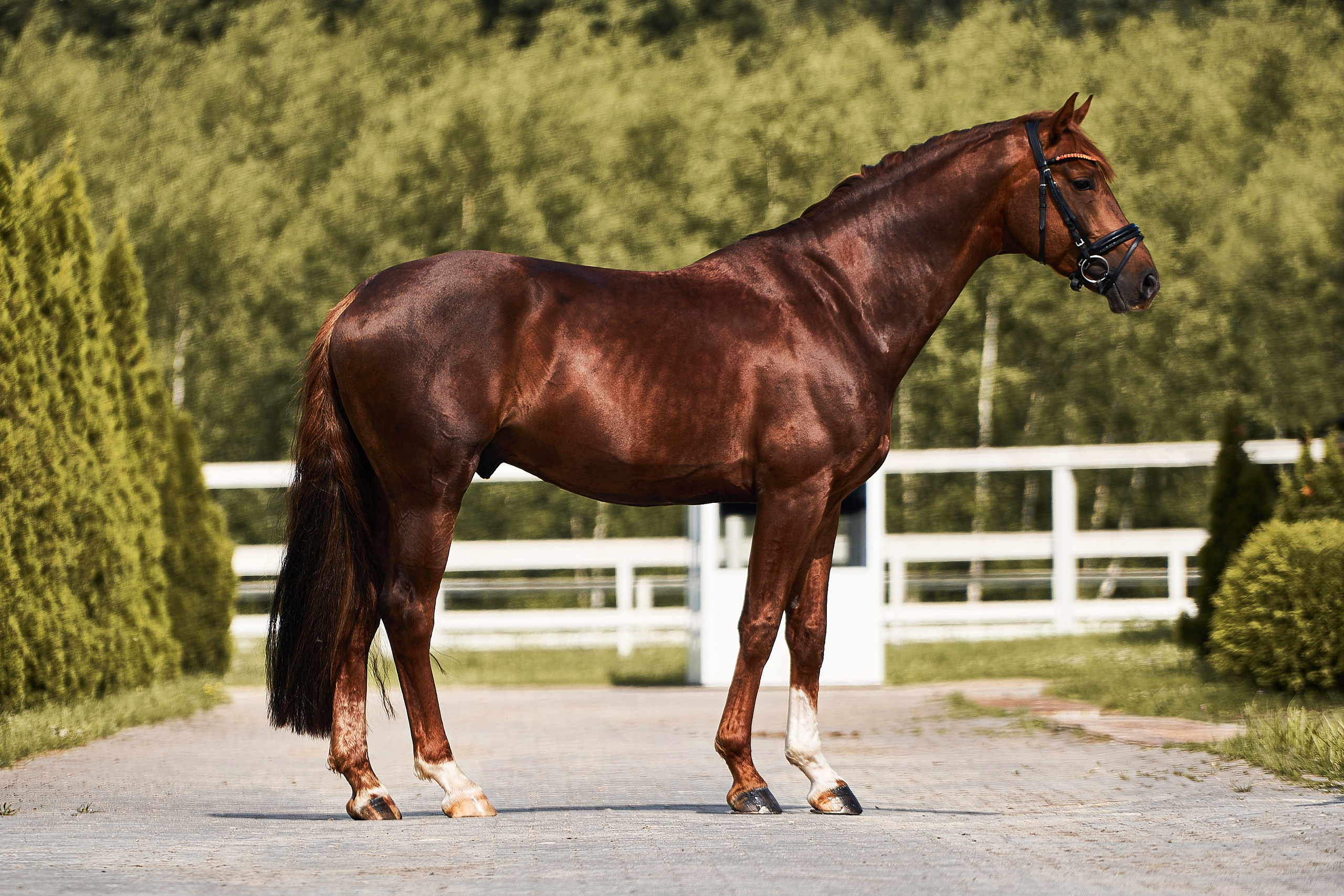 Экстерьеры Ваших лошадей. Фотосессии с лошадьми в Москве, Новосибирске