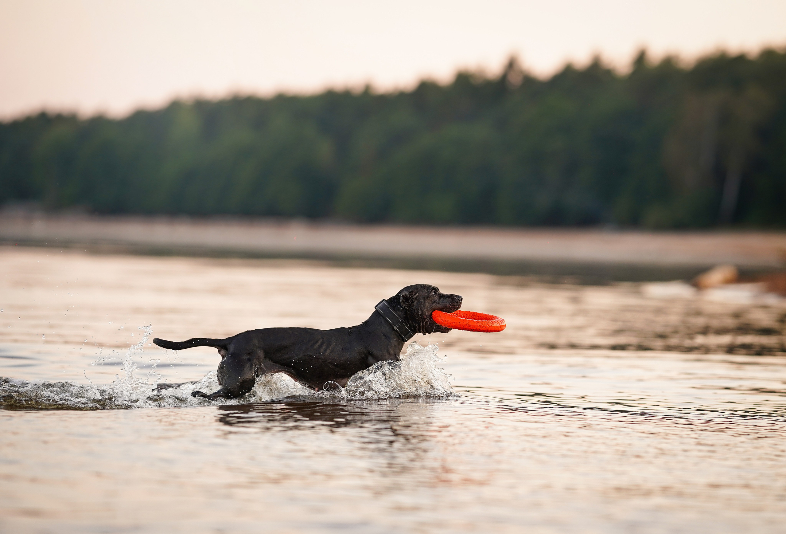Татьяна Изи и Джем. Фотограф-анималист в Санкт-Петербурге Яна Мартынова