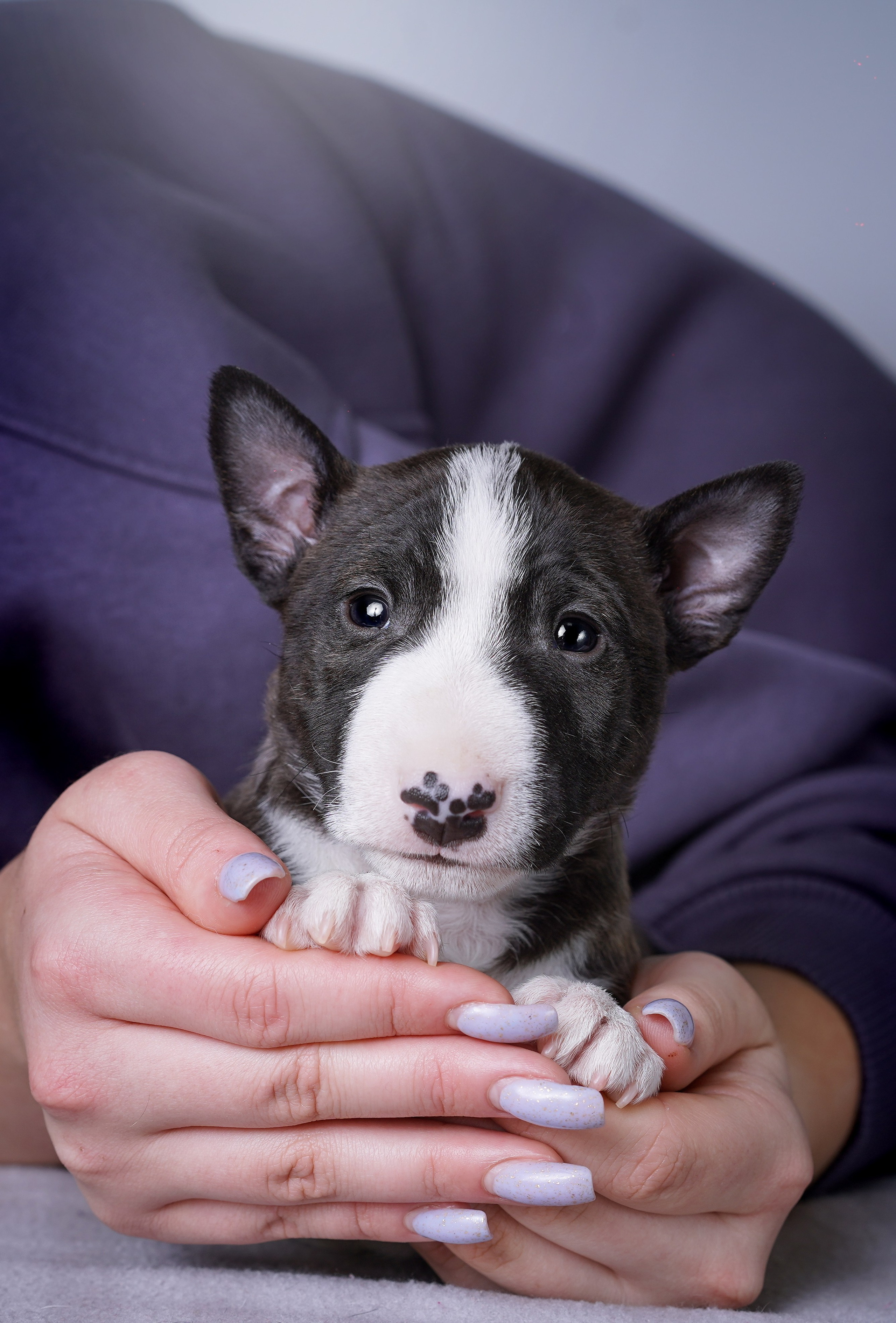 Щенки минибуля. Фотограф-анималист в Санкт-Петербурге Яна Мартынова