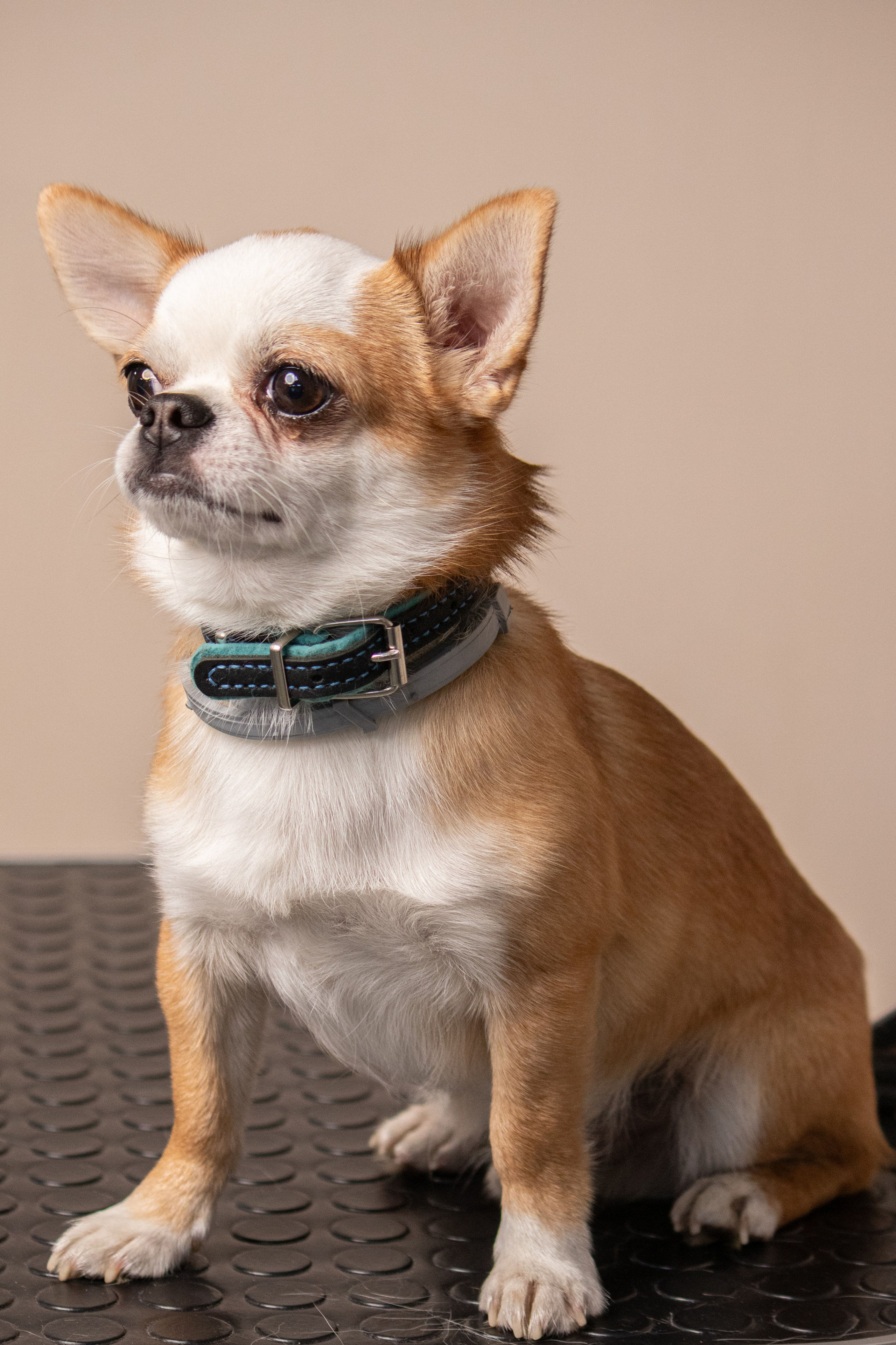 MOS`KA groom | Стрижки кошек и собак | НН. Фотограф в Нижнем Новгороде Екатерина Хисматулина