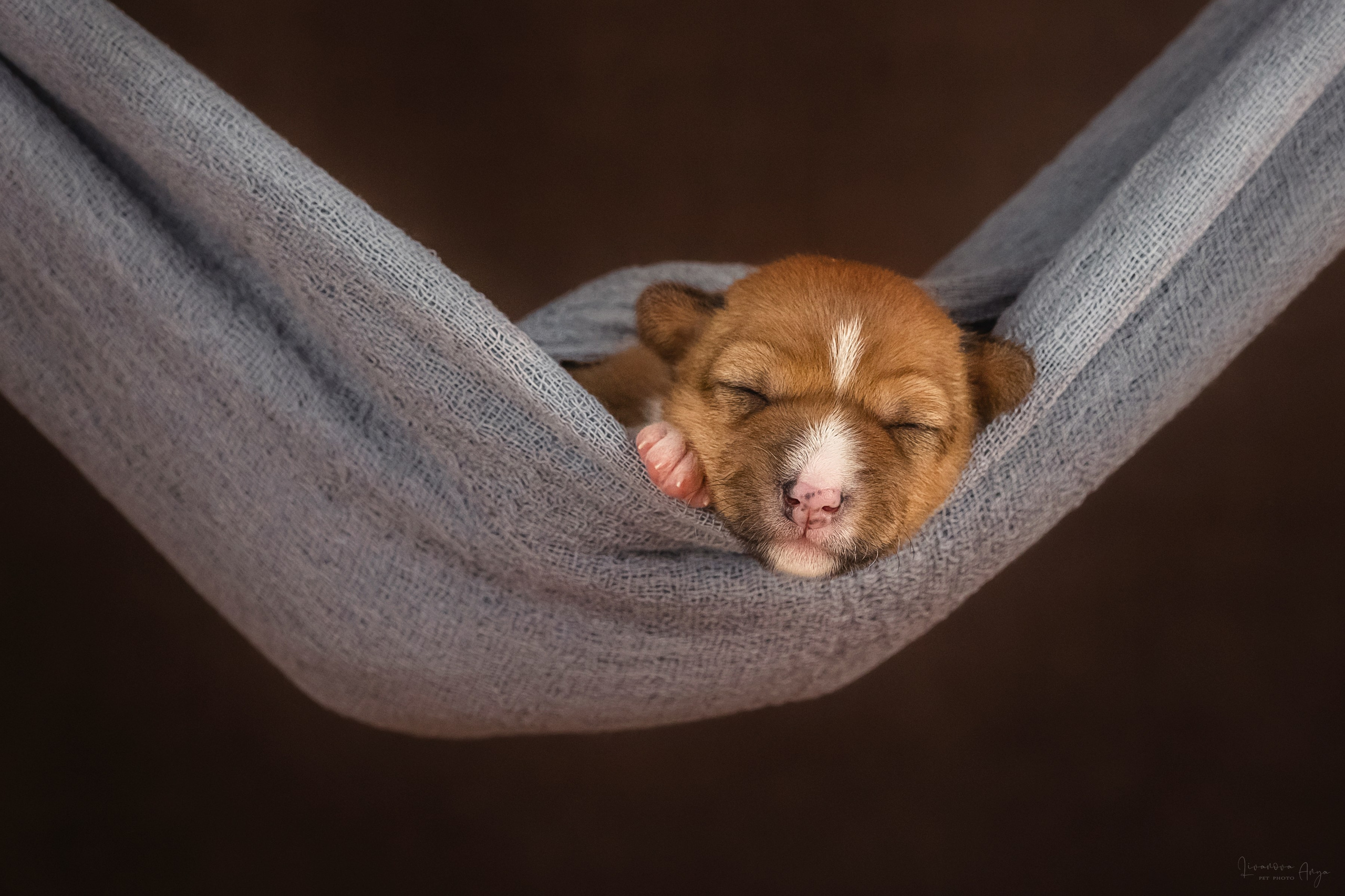 Басеньки. Фотограф анималист Аня Ливанова | Рыбинск