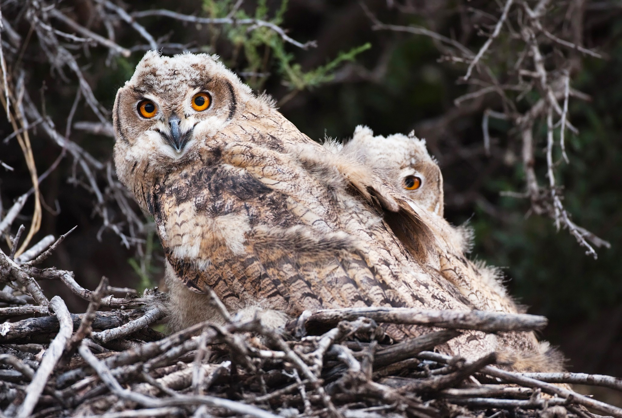 Монголия. Фотограф Владимир Медведев