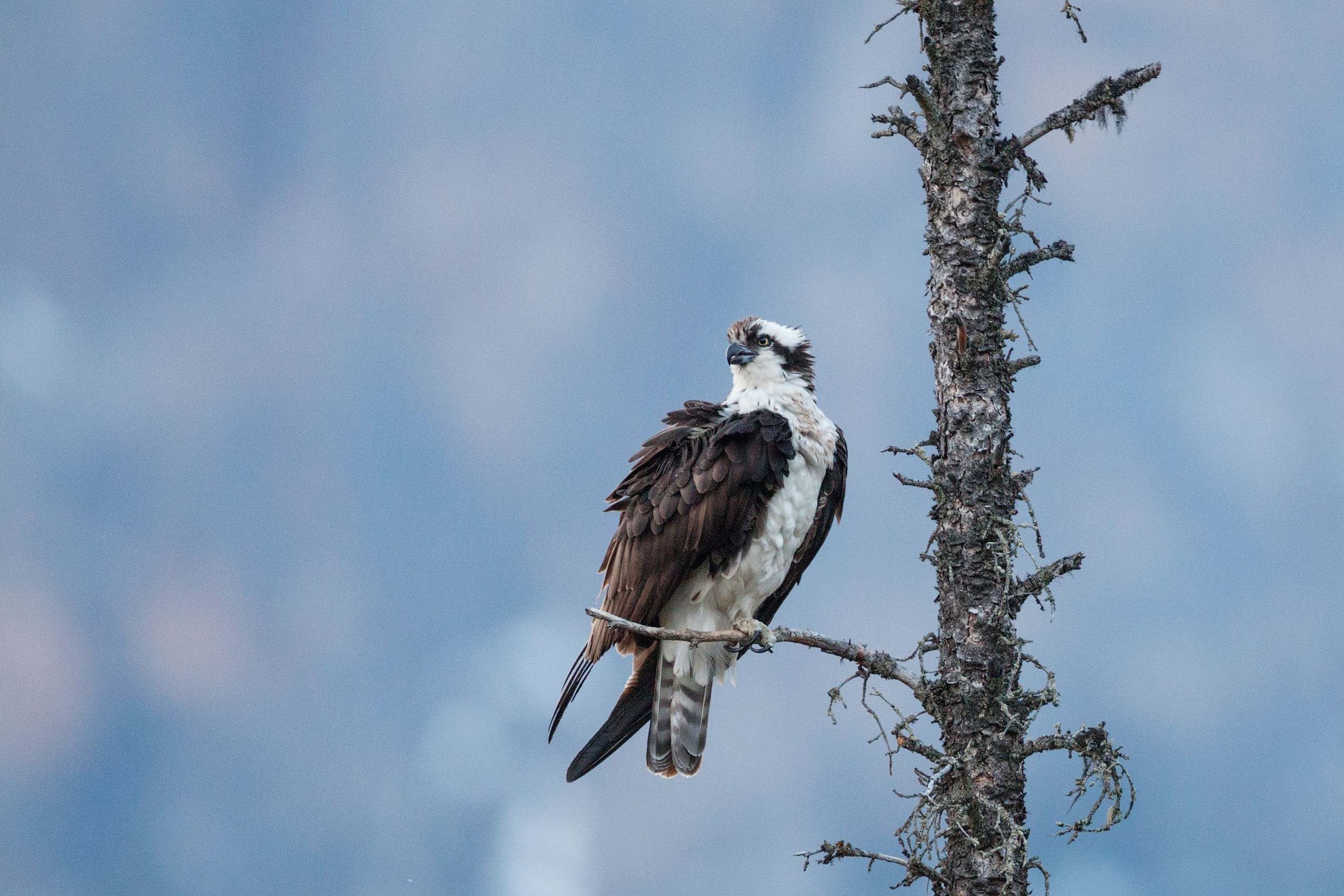 Канада. Фотограф Владимир Медведев