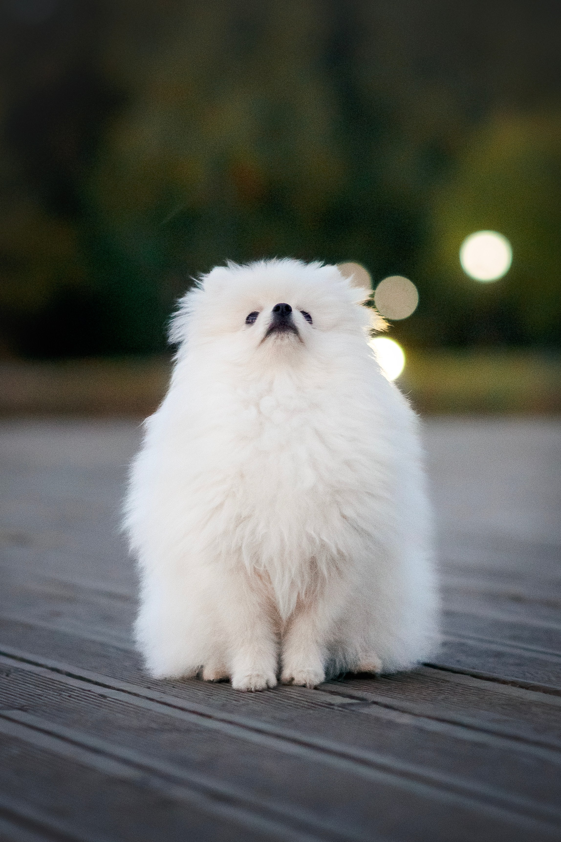 Малый немецкий шпиц — 18.09.2025. Фотограф — Анималист | Анна Абрамова