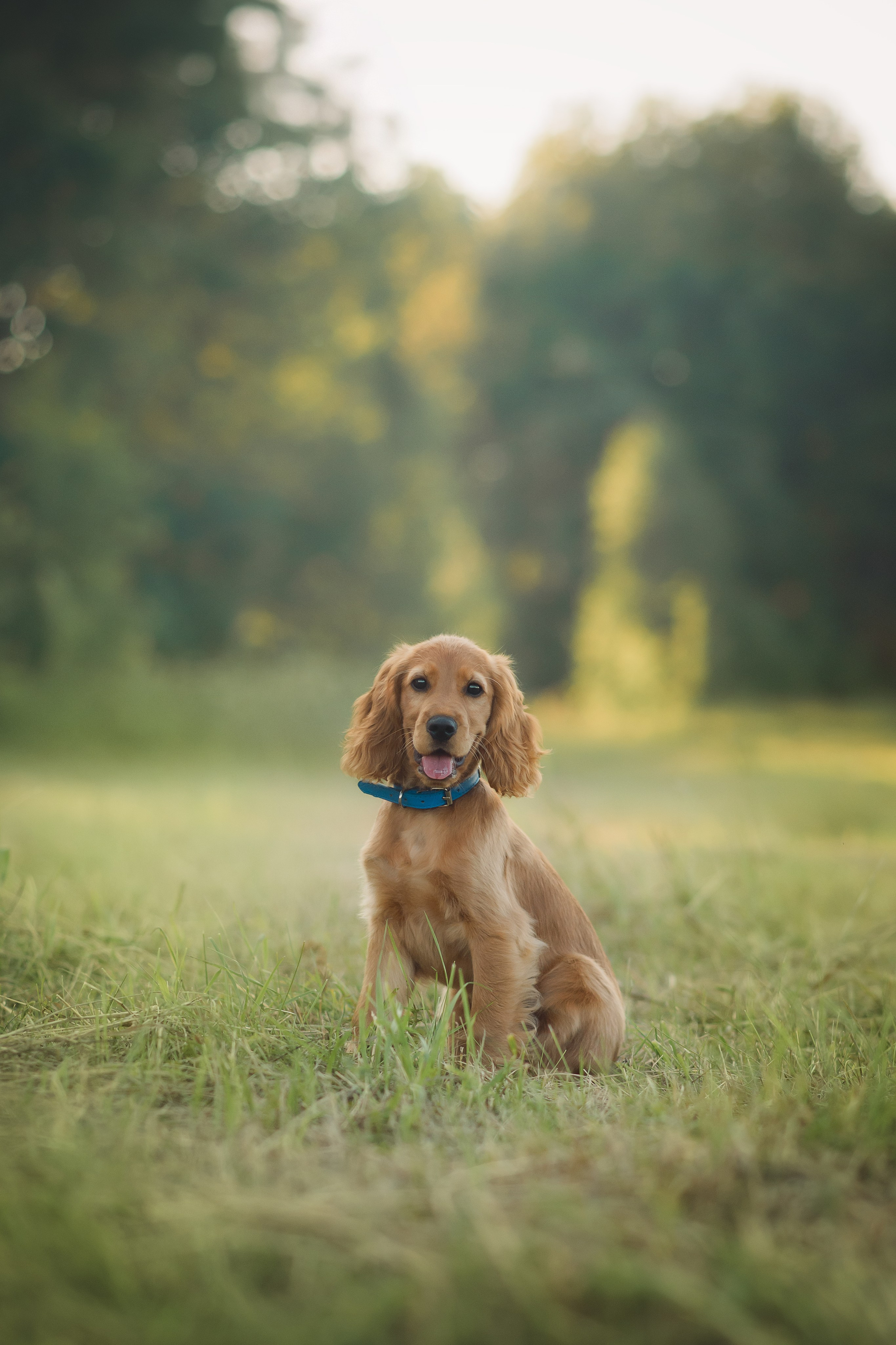 Наташа, Агата, Назар и Август — 17.07.2025. Фотограф — Анималист | Анна Абрамова