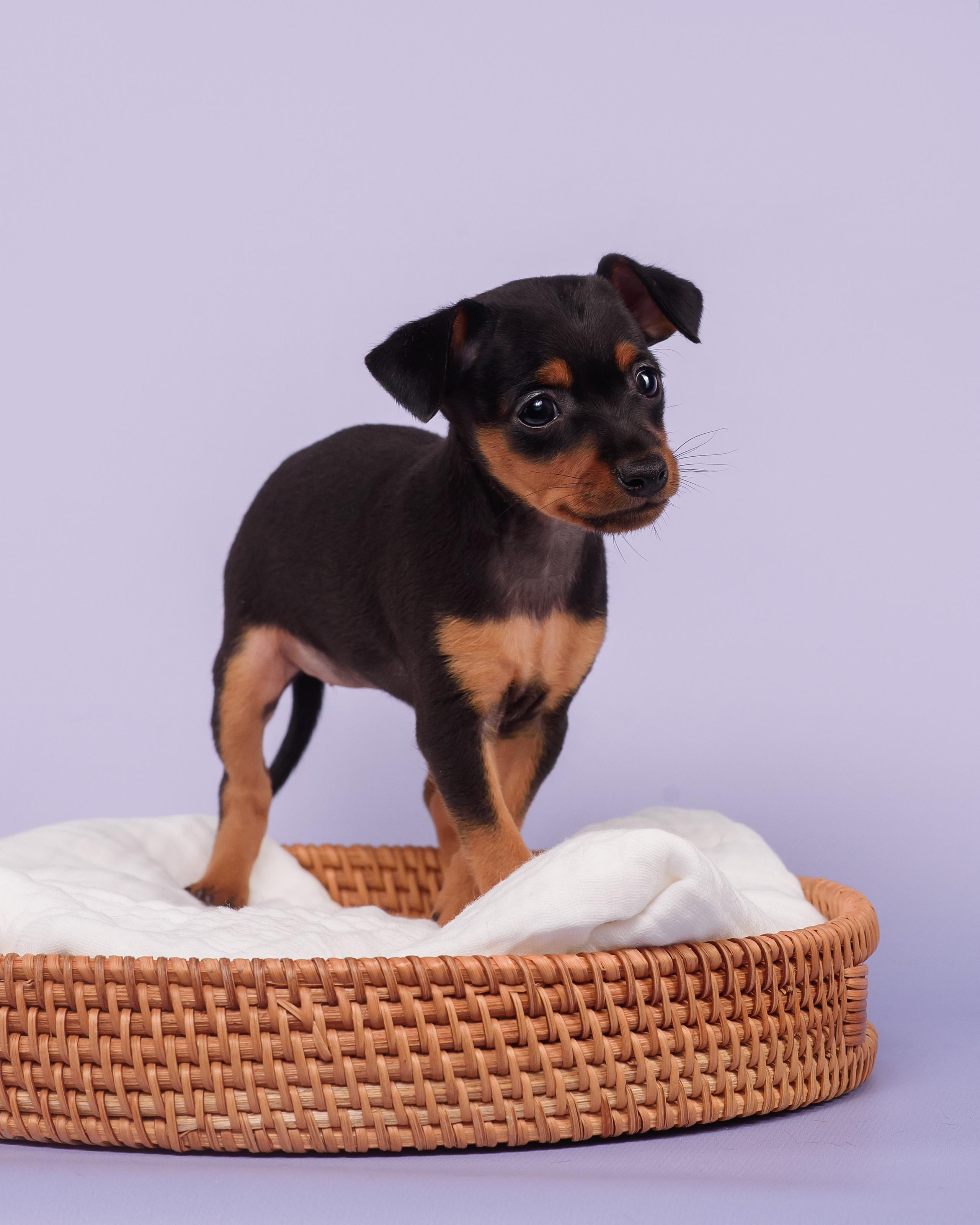 Малыши пражских крысариков — 30.07.2025. Фотограф — Анималист | Анна Абрамова