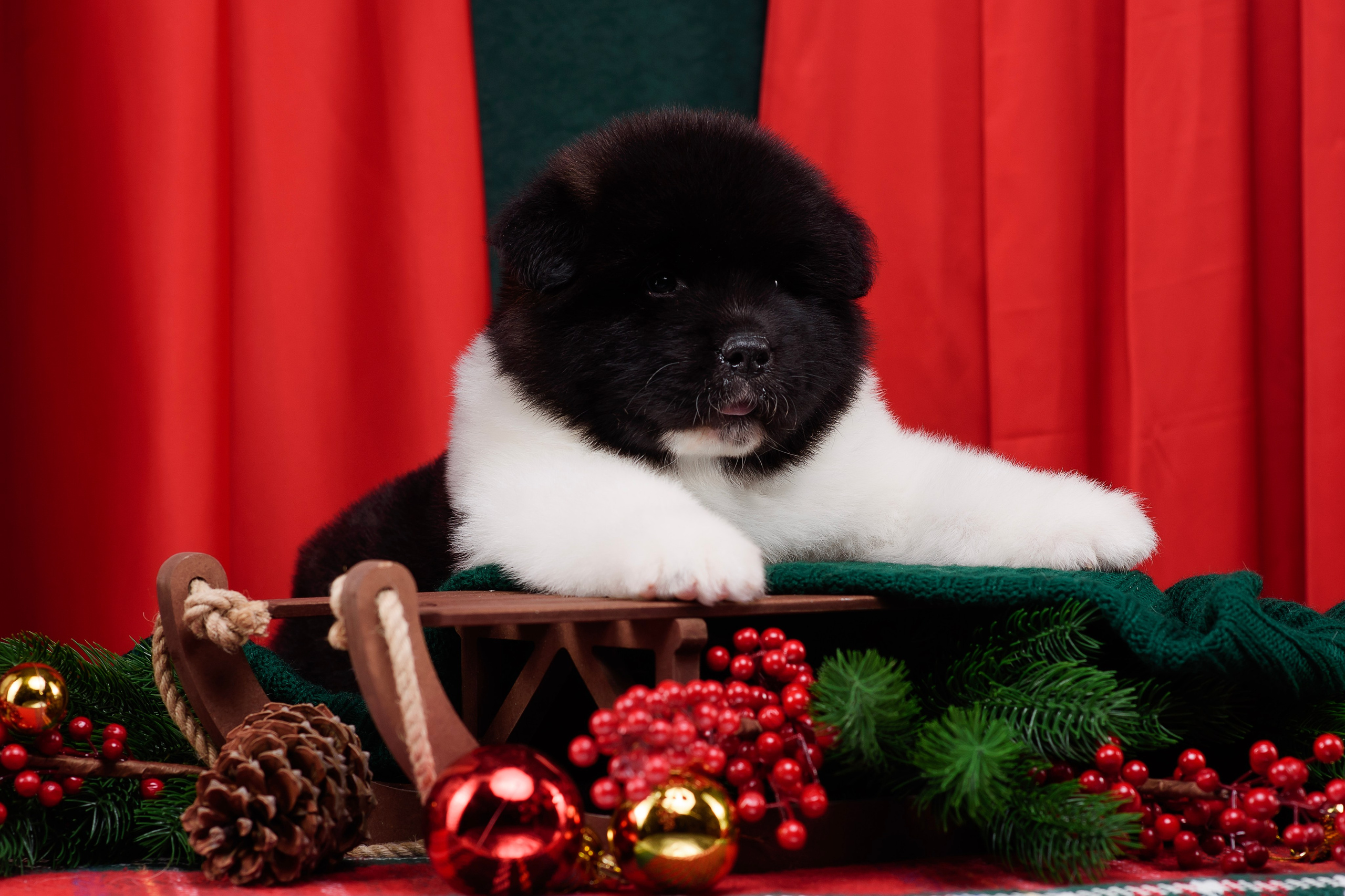 Щенки Американской Акиты. Фотограф — Анималист | Анна Абрамова