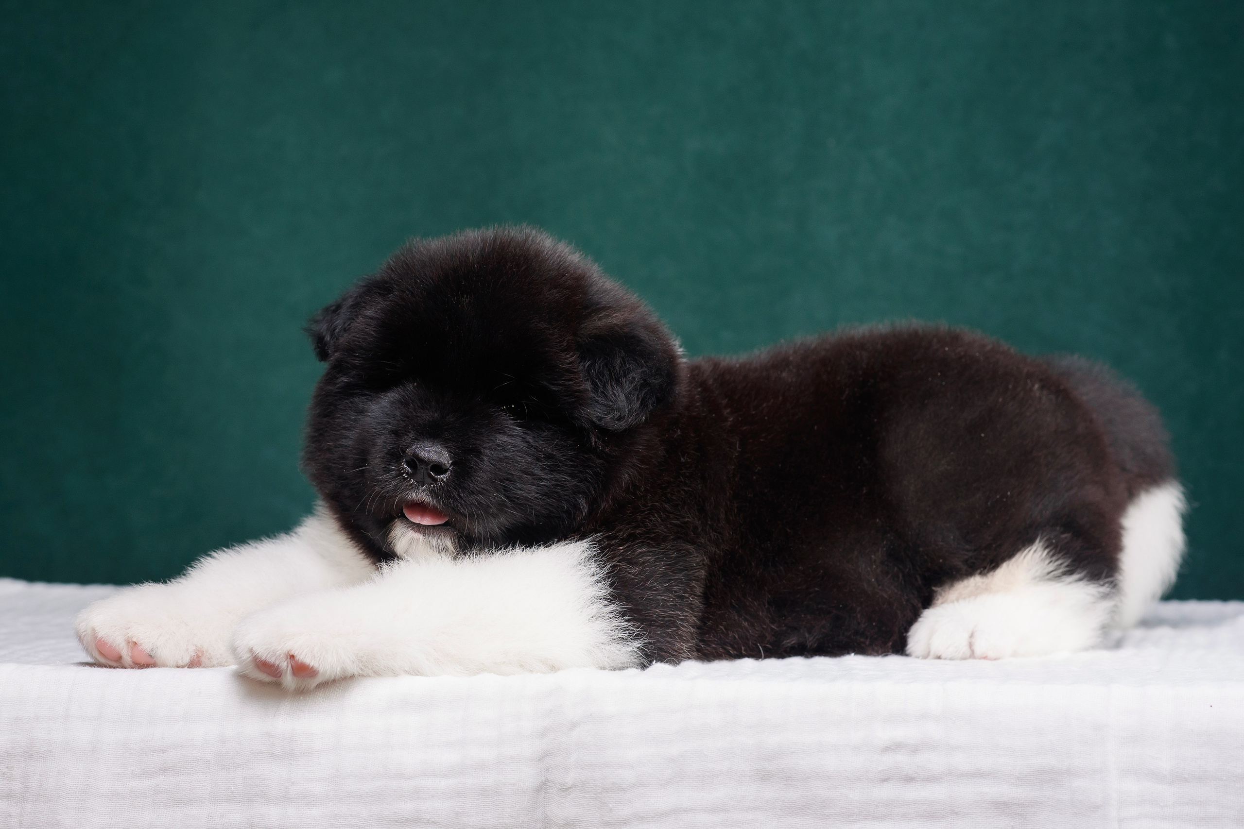 Щенки Американской Акиты. Фотограф — Анималист | Анна Абрамова