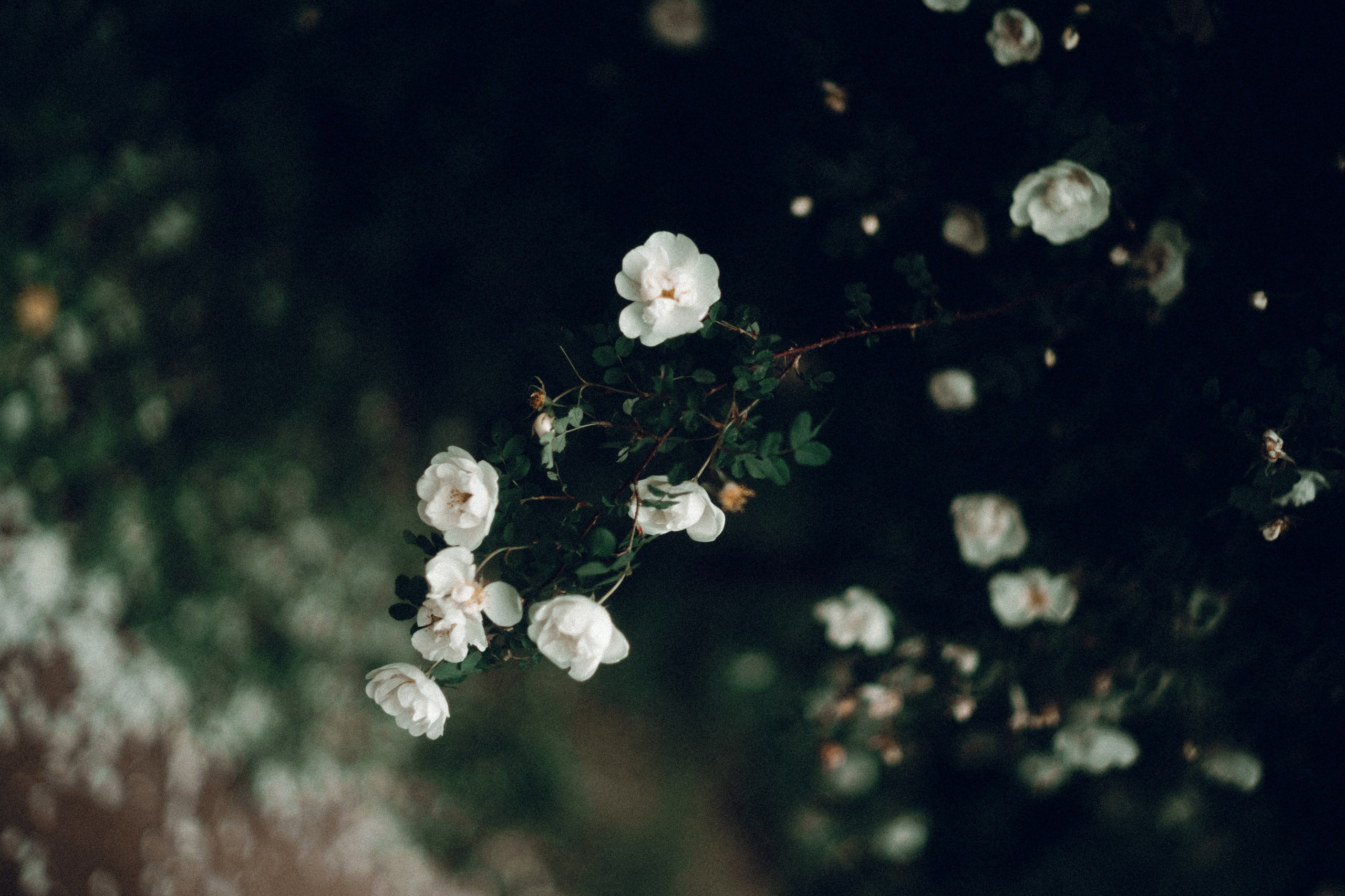 Botanical. Портретный и свадебный фотограф в Москве и Санкт-Петербурге. Учитель фотографии онлайн и оффлайн