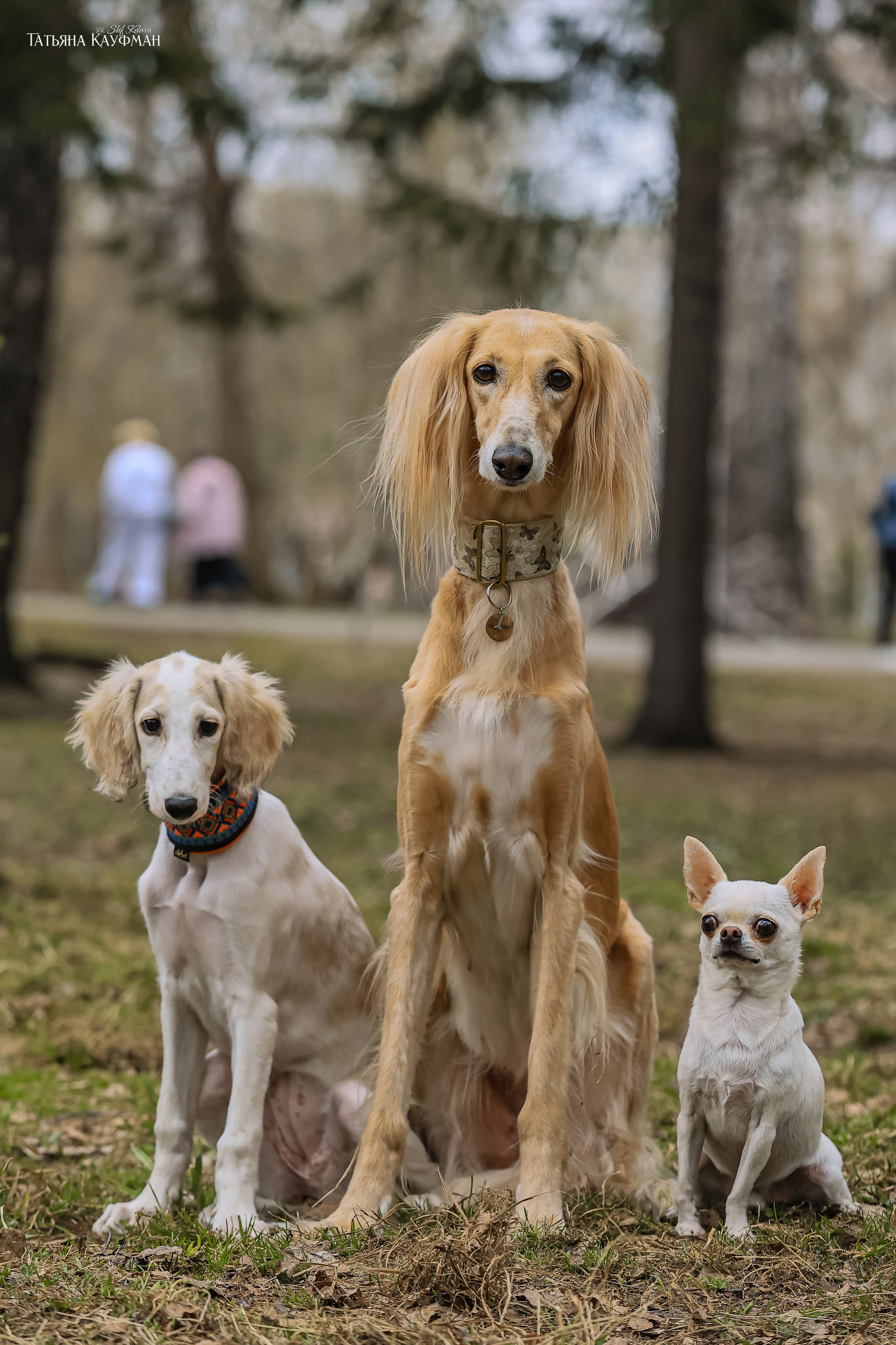 Салюки, фотография салюки, красивая собака, фотограф анималист, фотокурс Анималистика, научиться фотографировать собак, фотограф Новосибирск
