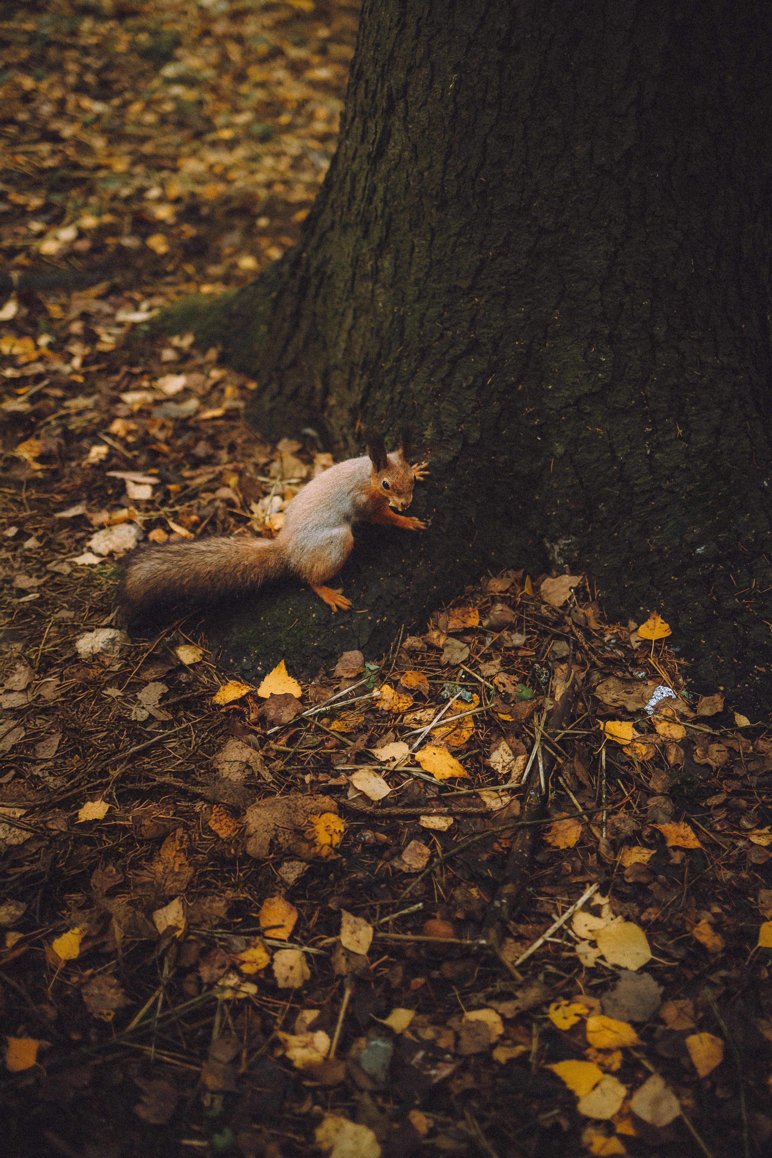 Элли и ее семья