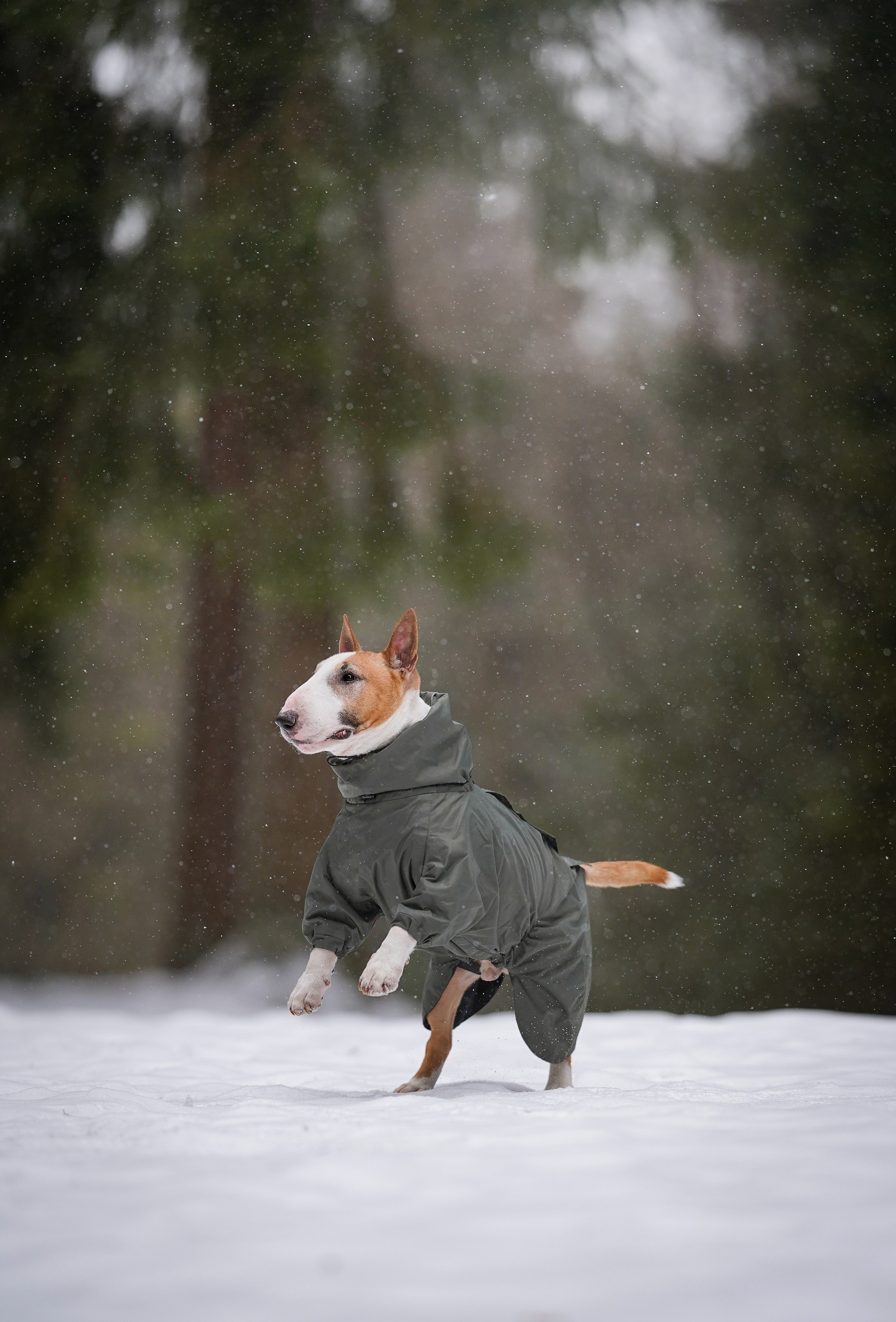 Юни и Панда. Фотограф-анималист в Санкт-Петербурге Яна Мартынова