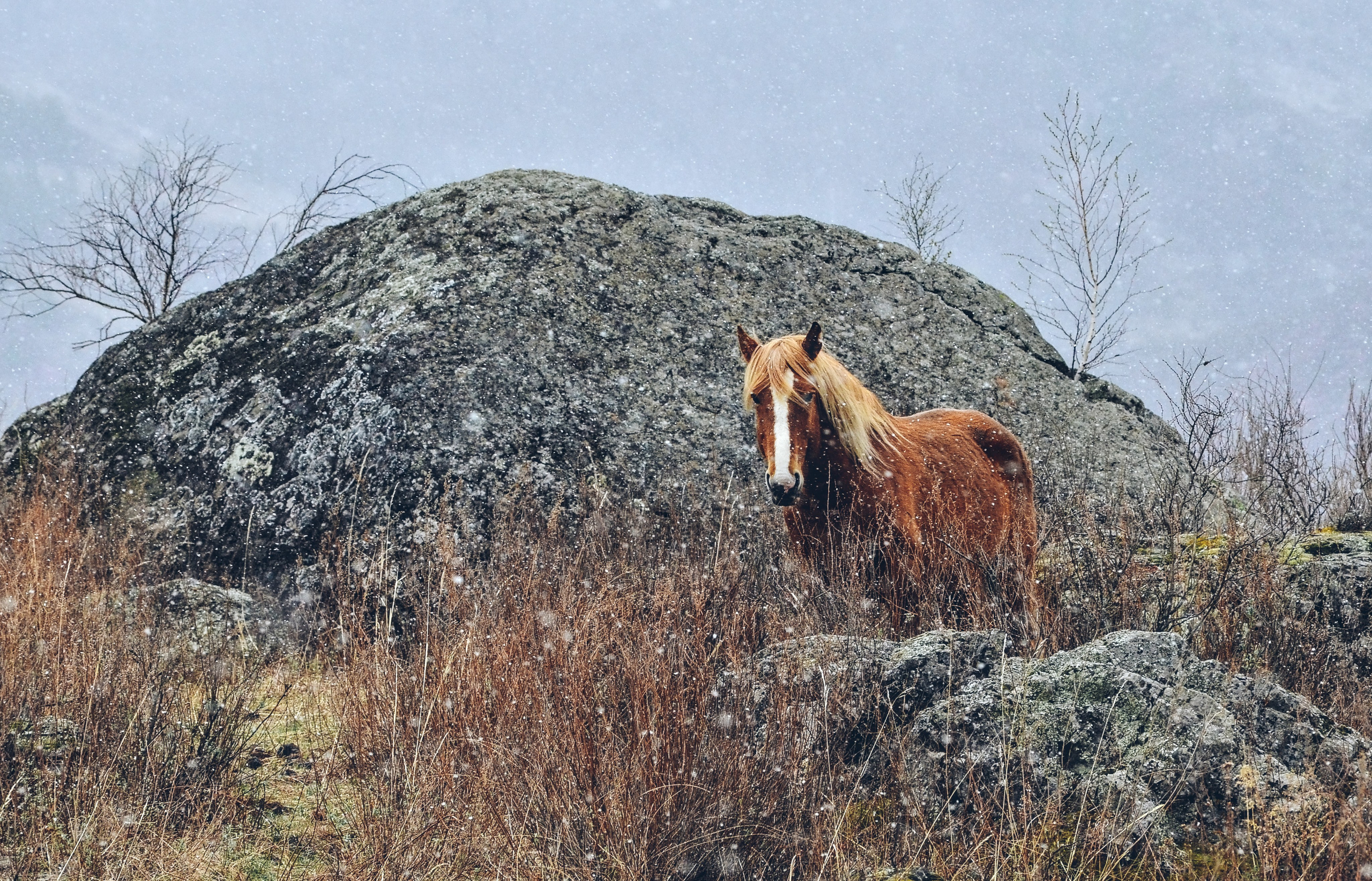 Лошади на фоне цветов моральника, Алтай