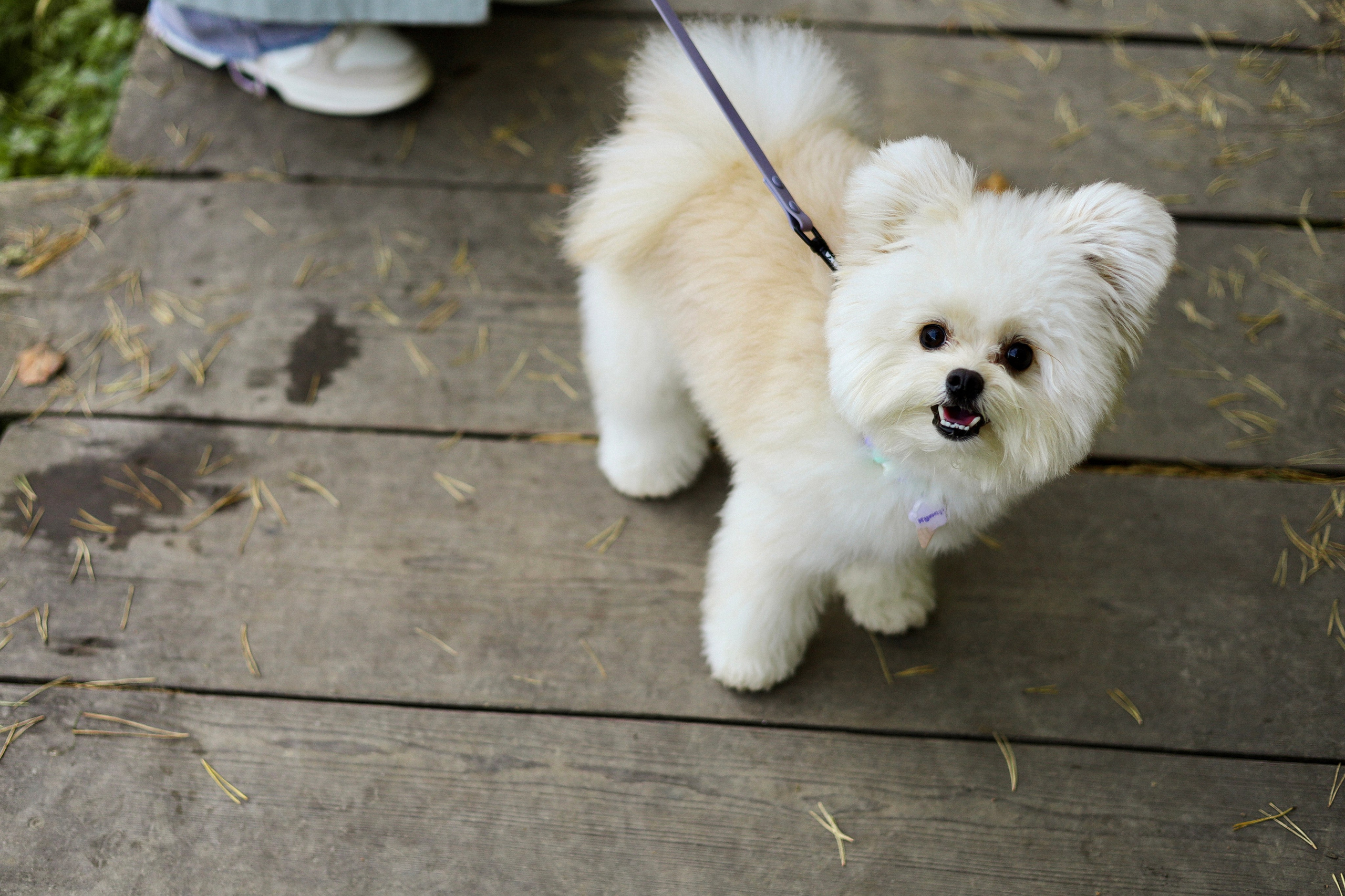 Купер и Надежда. Фотограф-анималист Ксения Шевцова|Москва