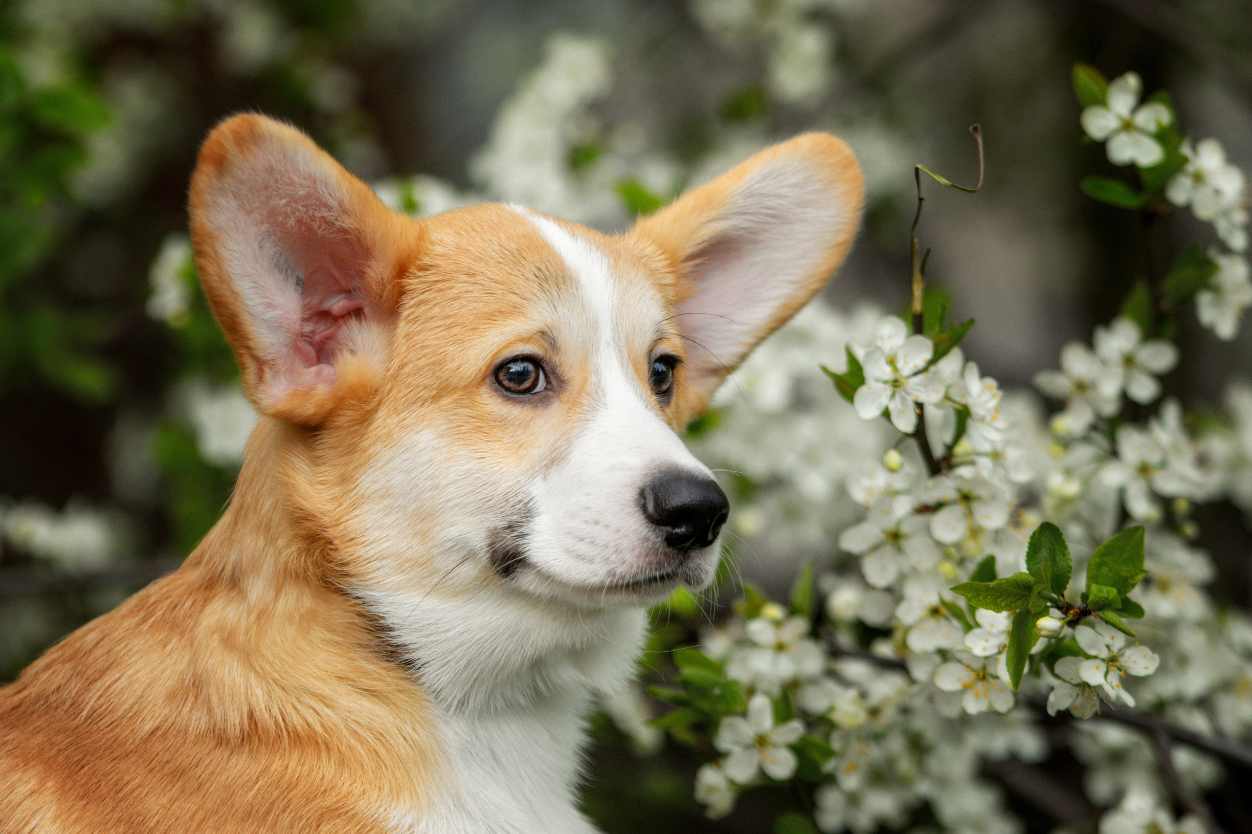 Собаки. Фотограф-анималист Юлия Зубкова