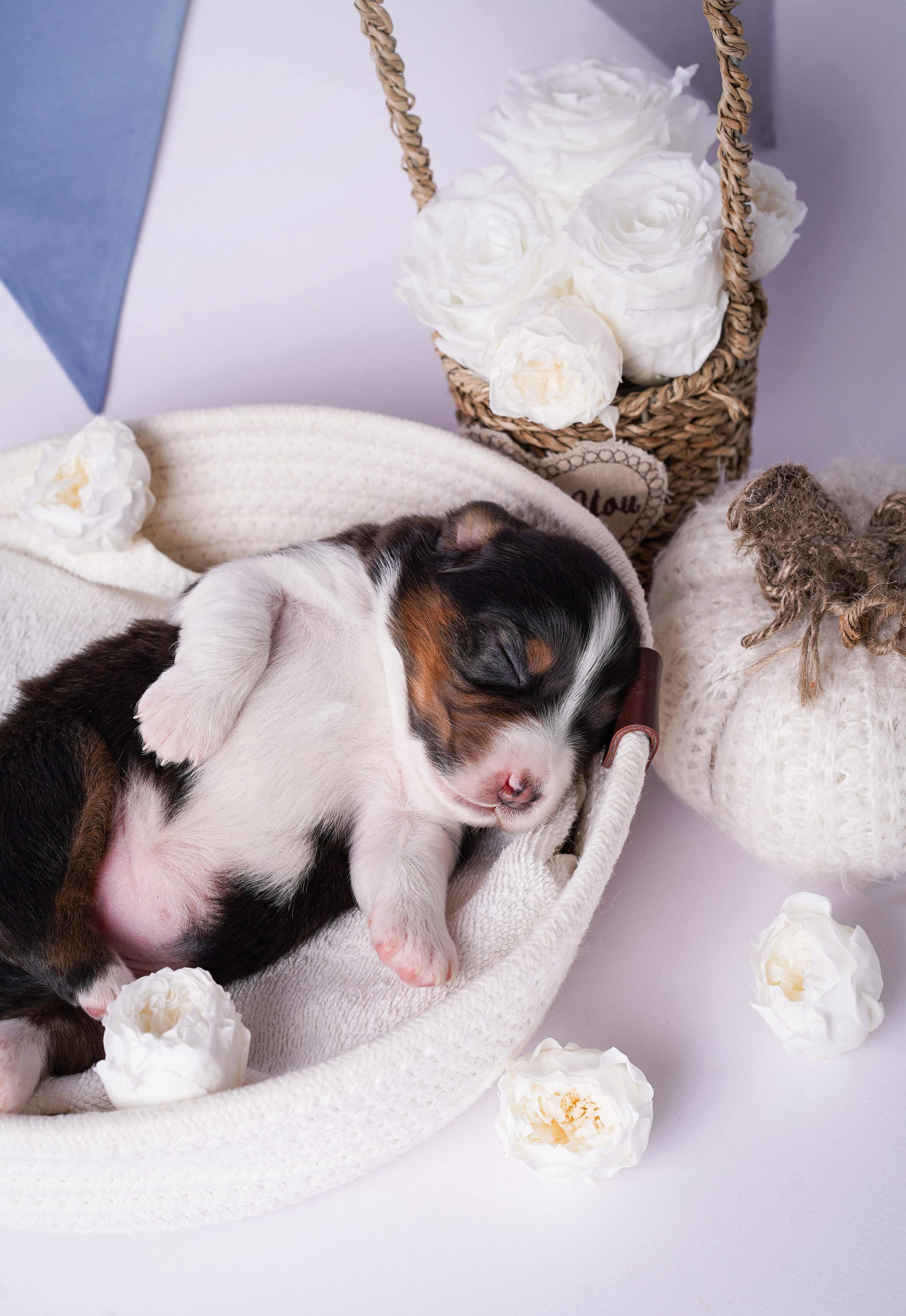 Щенки австралийской овчарки. Фотограф-анималист в Санкт-Петербурге Яна Мартынова