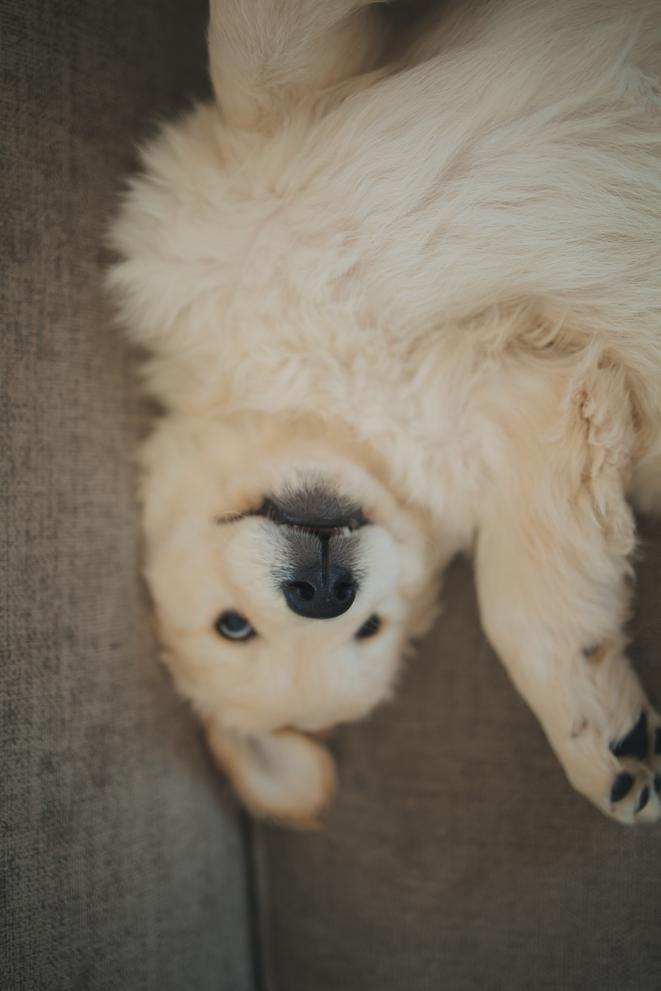 Снежик и Веста, НГ. Свадебный и женский фотограф