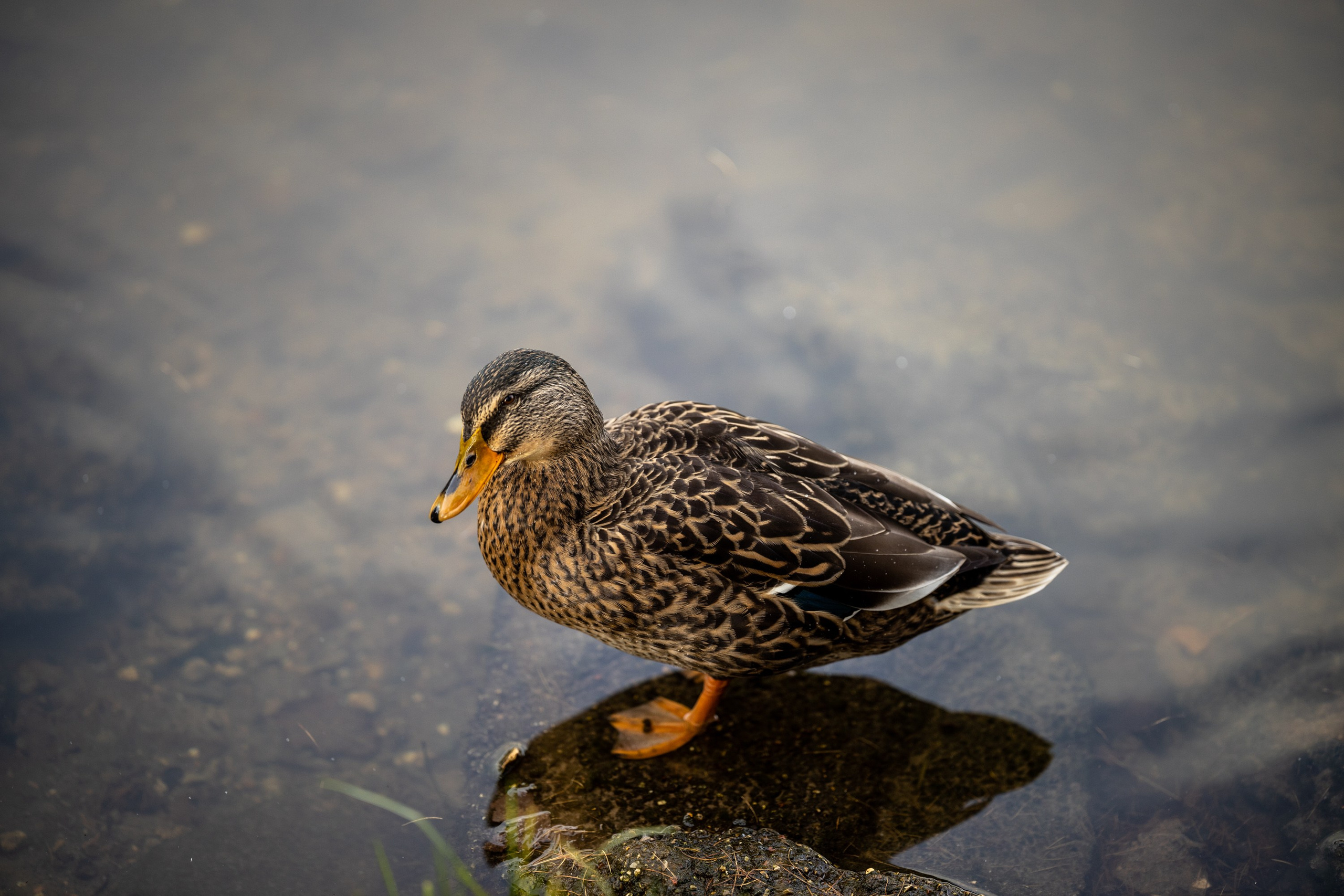 Фотосессия Середниково усадьба Лермонтова. Портретный фотограф в Костроме Наталия Клевинскас