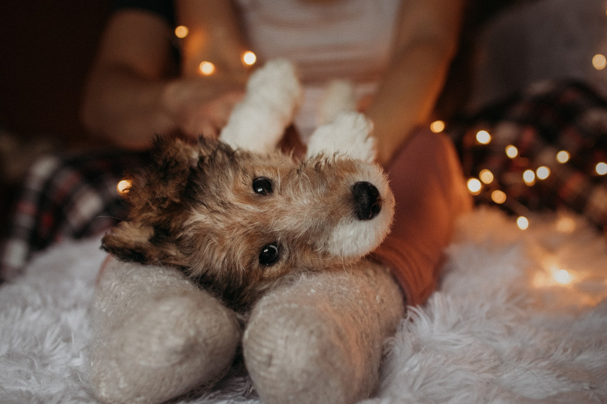 Ребята и фоксы. Фотограф Наталья Потапова