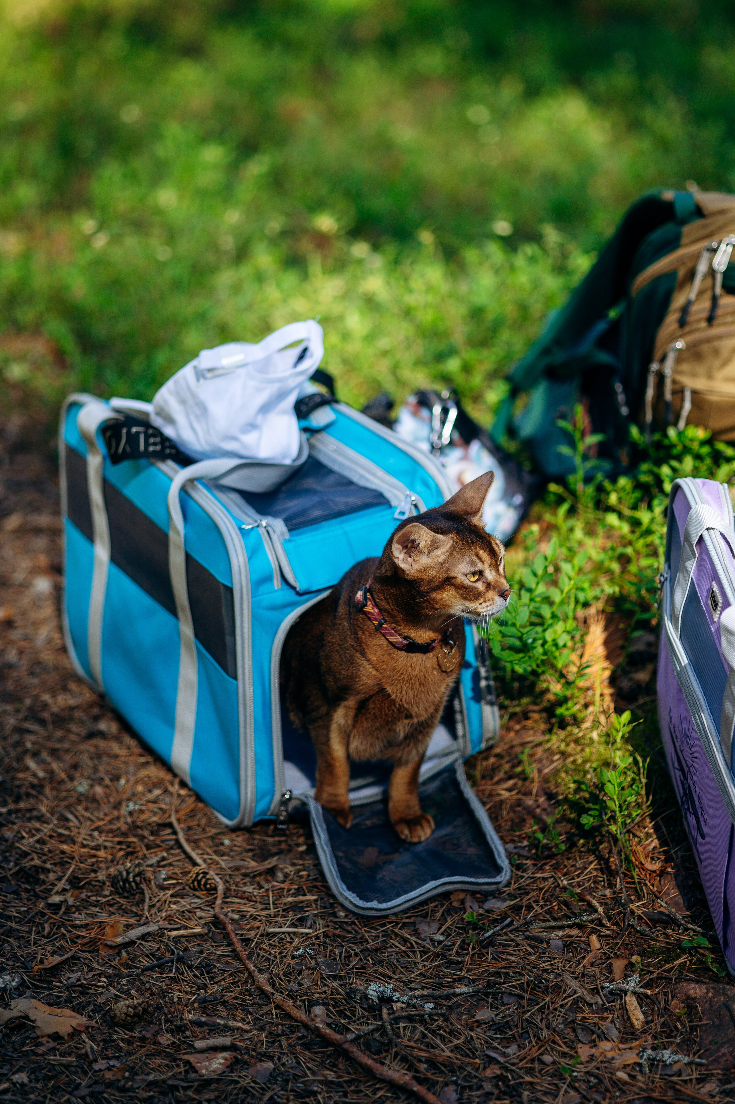 Котофеи и их семья. Фотограф — Анималист | Санкт-Петербург