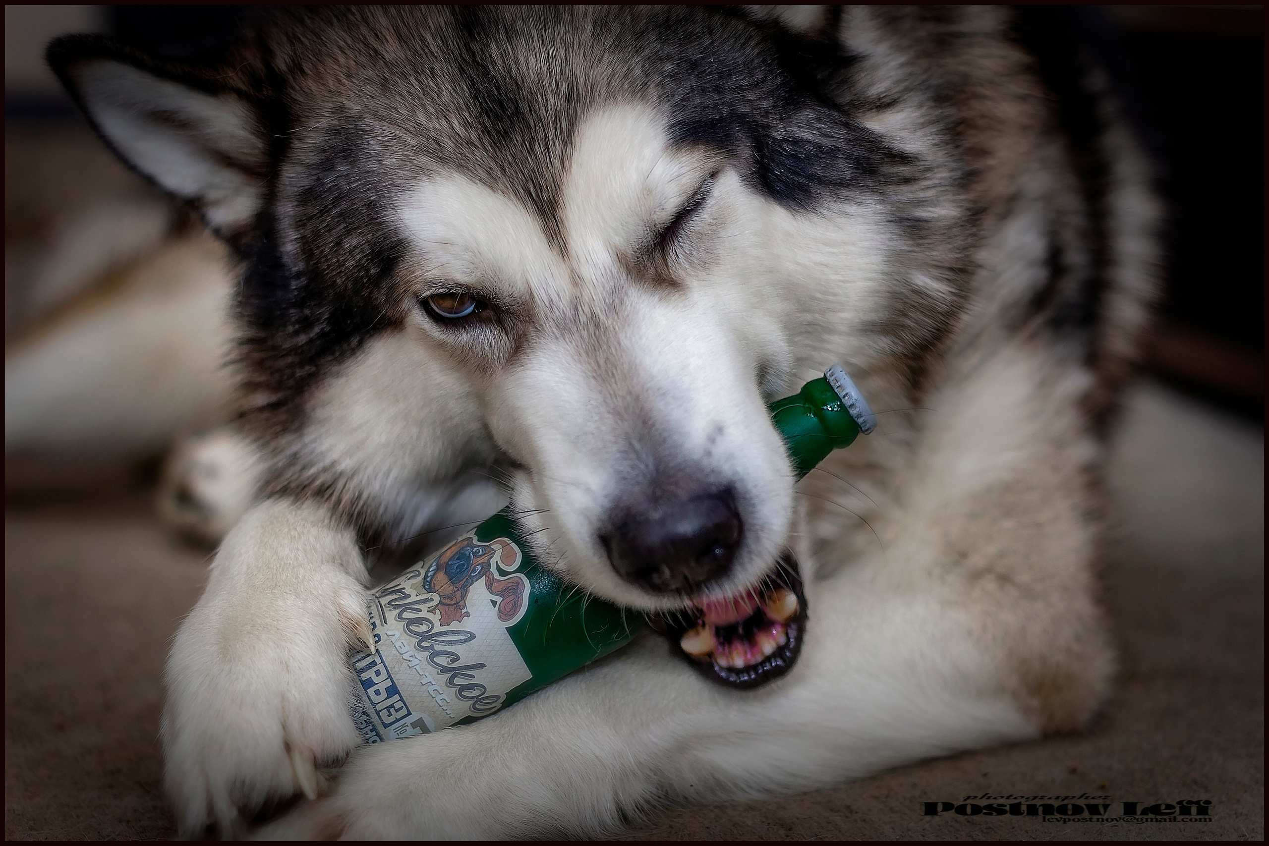 Мои маламуты.Тесей. Лев Постнов.Фотограф. Нижний Новгород